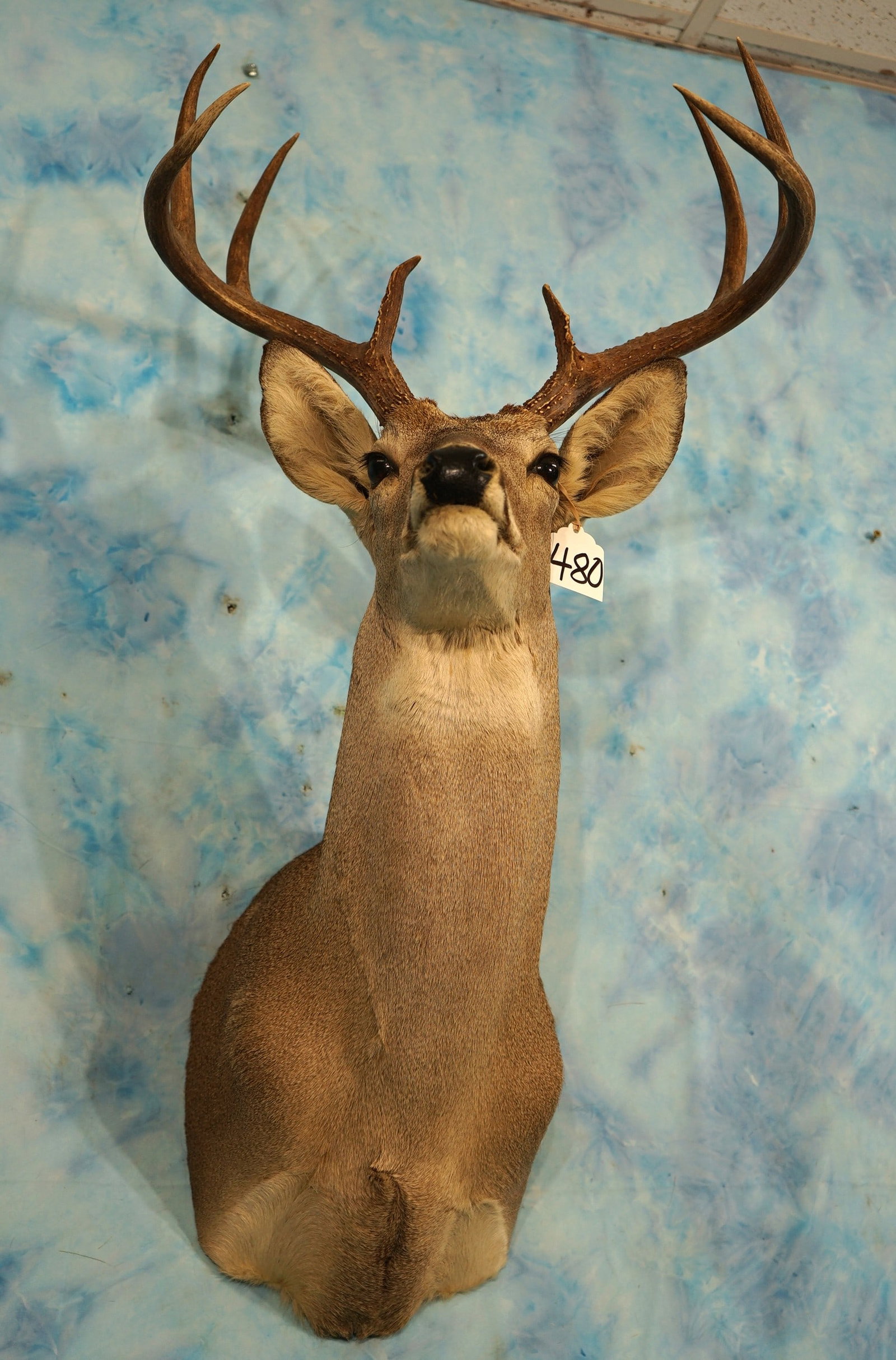 9pt. Texas Hill Country Whitetail Deer Shoulder Taxidermy Mount: This mount is clean, and in excellent condition. The taxidermy quality grades a high 8.85.