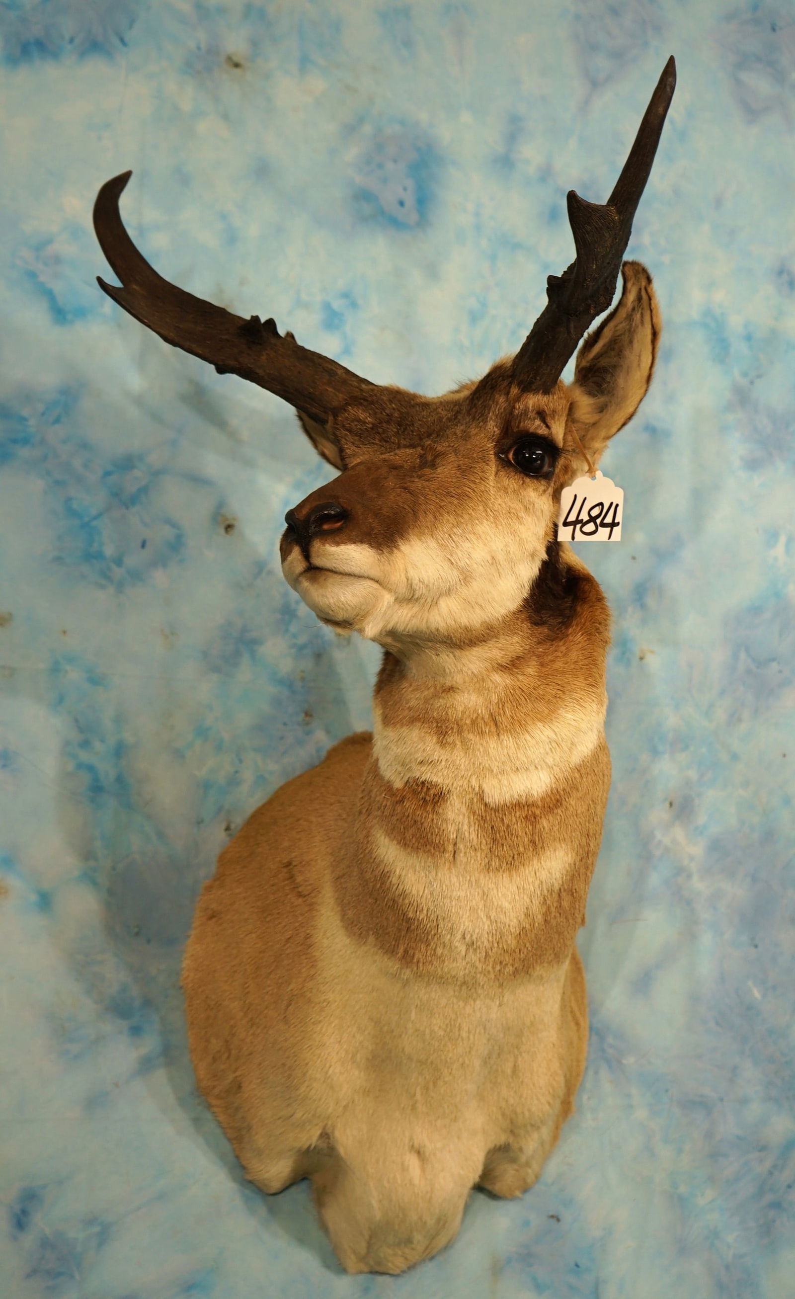 Large Pronghorn Antelope Shoulder Taxidermy Mount (1 of 3)