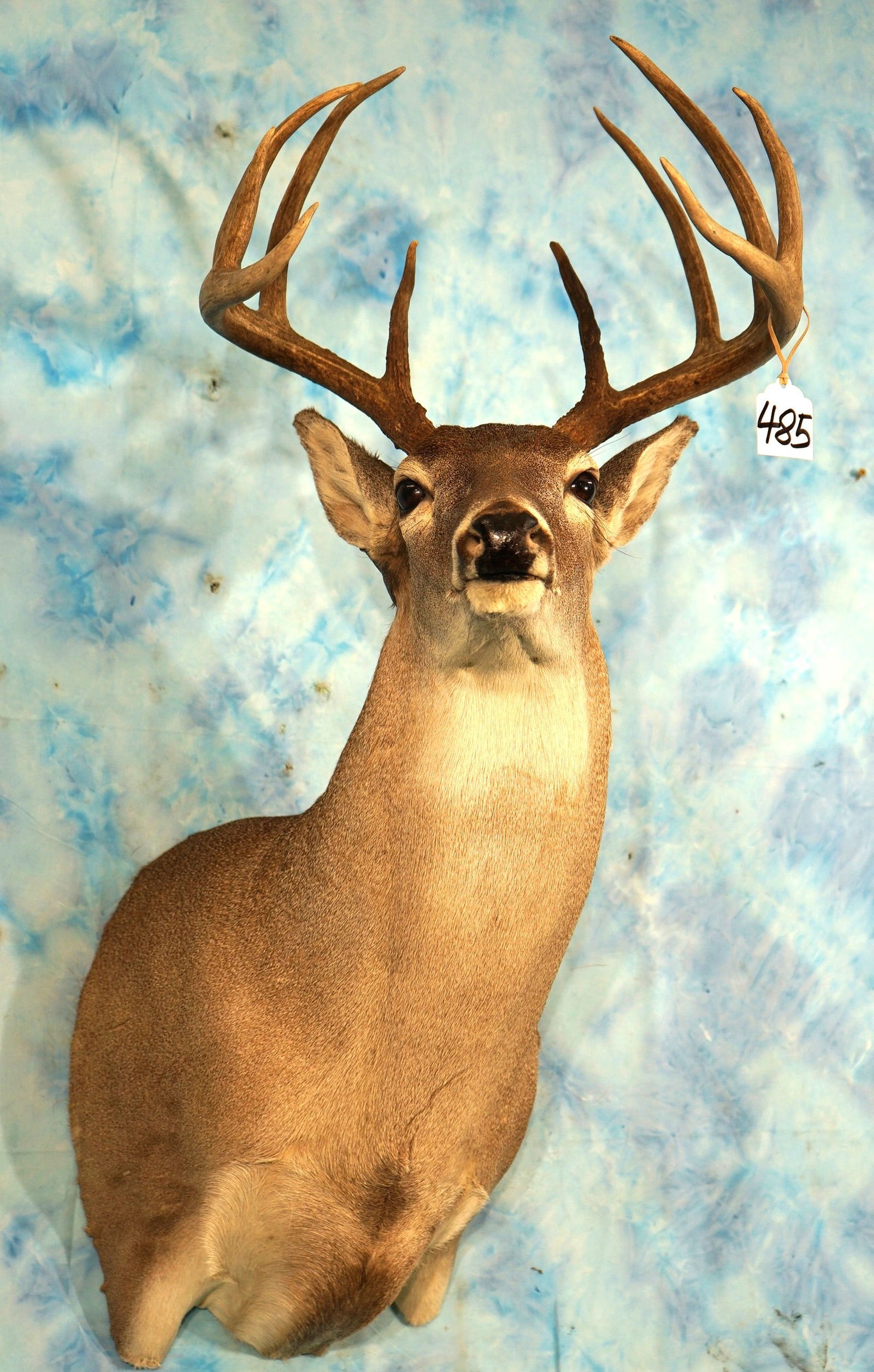10pt. Texas Whitetail Deer Shoulder Taxidermy Mount (1 of 3)
