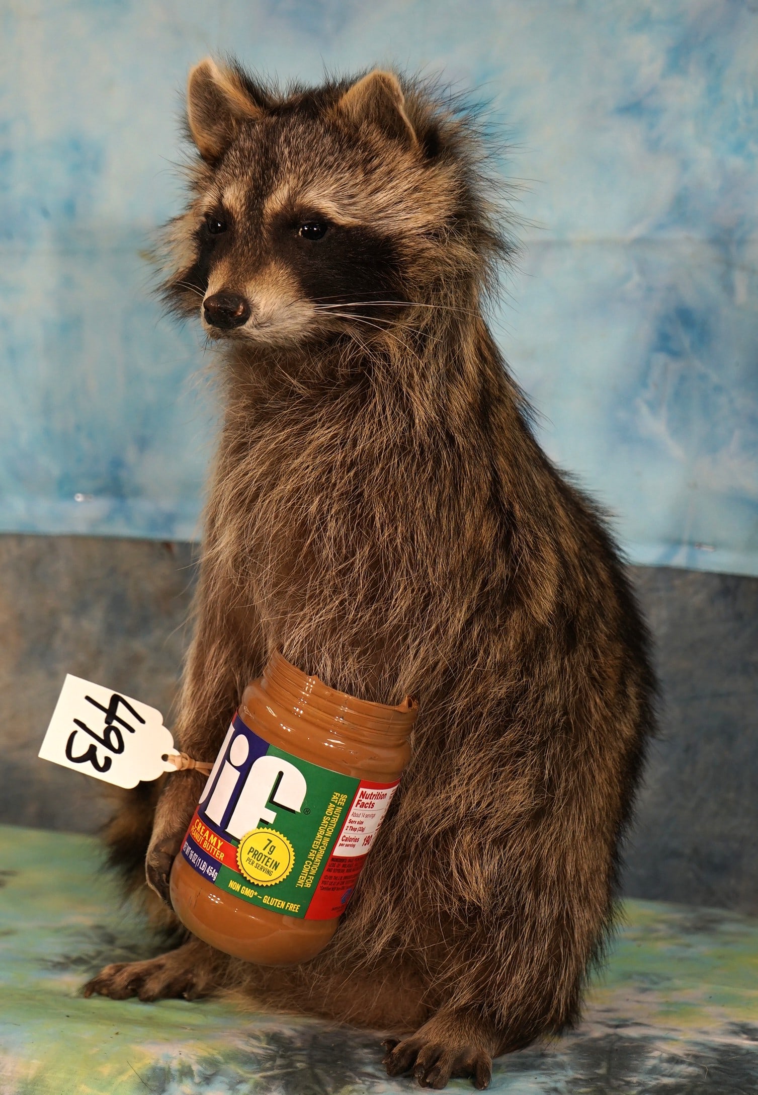 Brand New! Raccoon Eating Peanut Butter Full Body Novelty Taxidermy Mount (1 of 3)