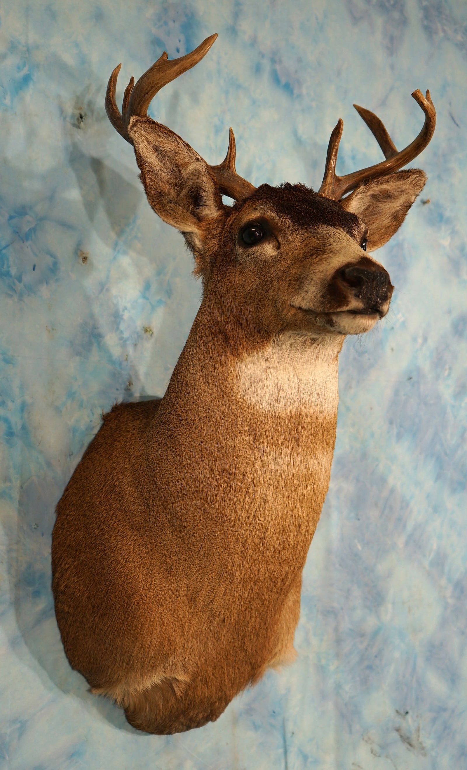 Alaskan Sitka Blacktail Deer Shoulder Taxidermy Mount (1 of 3)