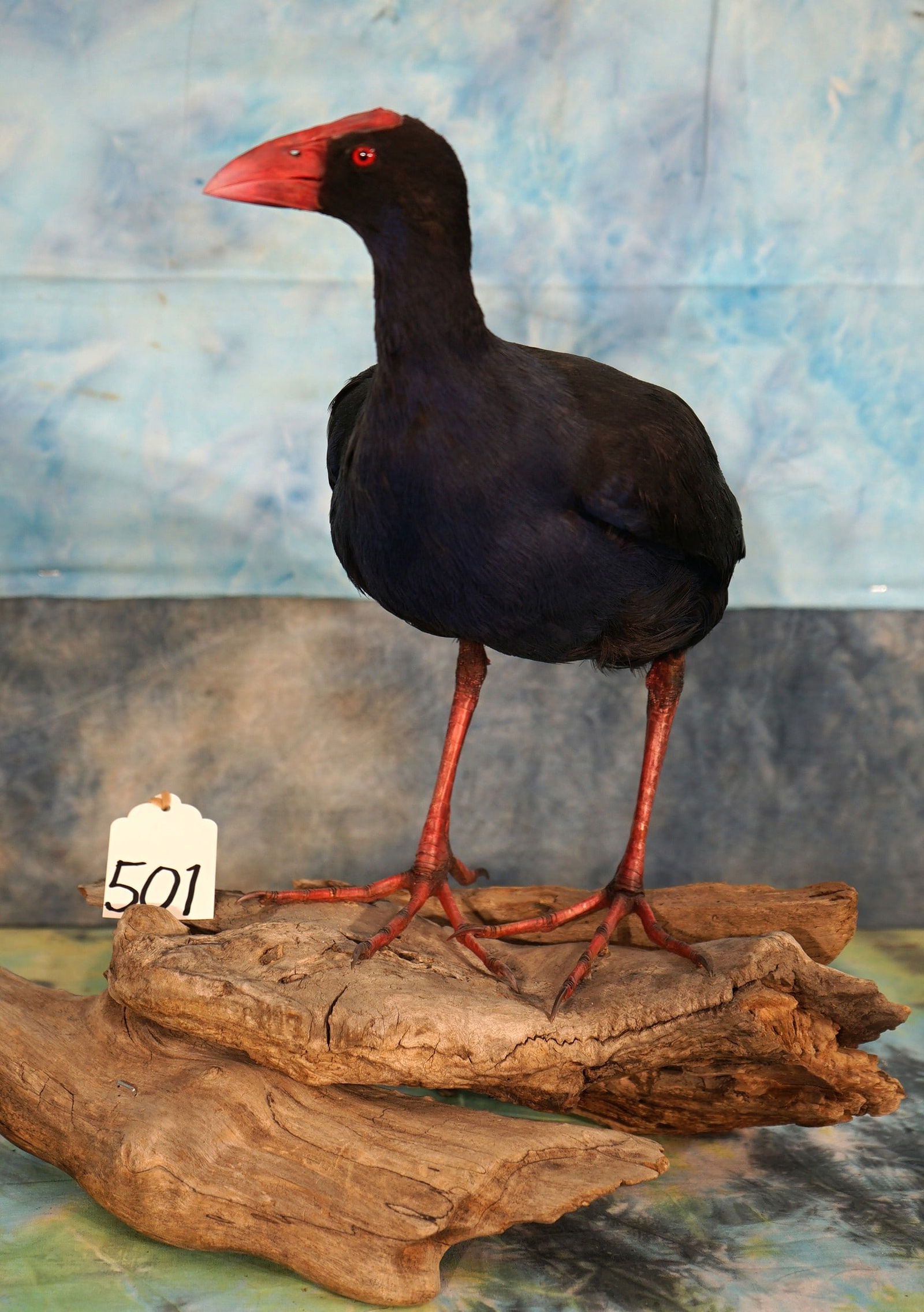 Beautiful Australian Swamp Hen Taxidermy Bird Mount (1 of 4)