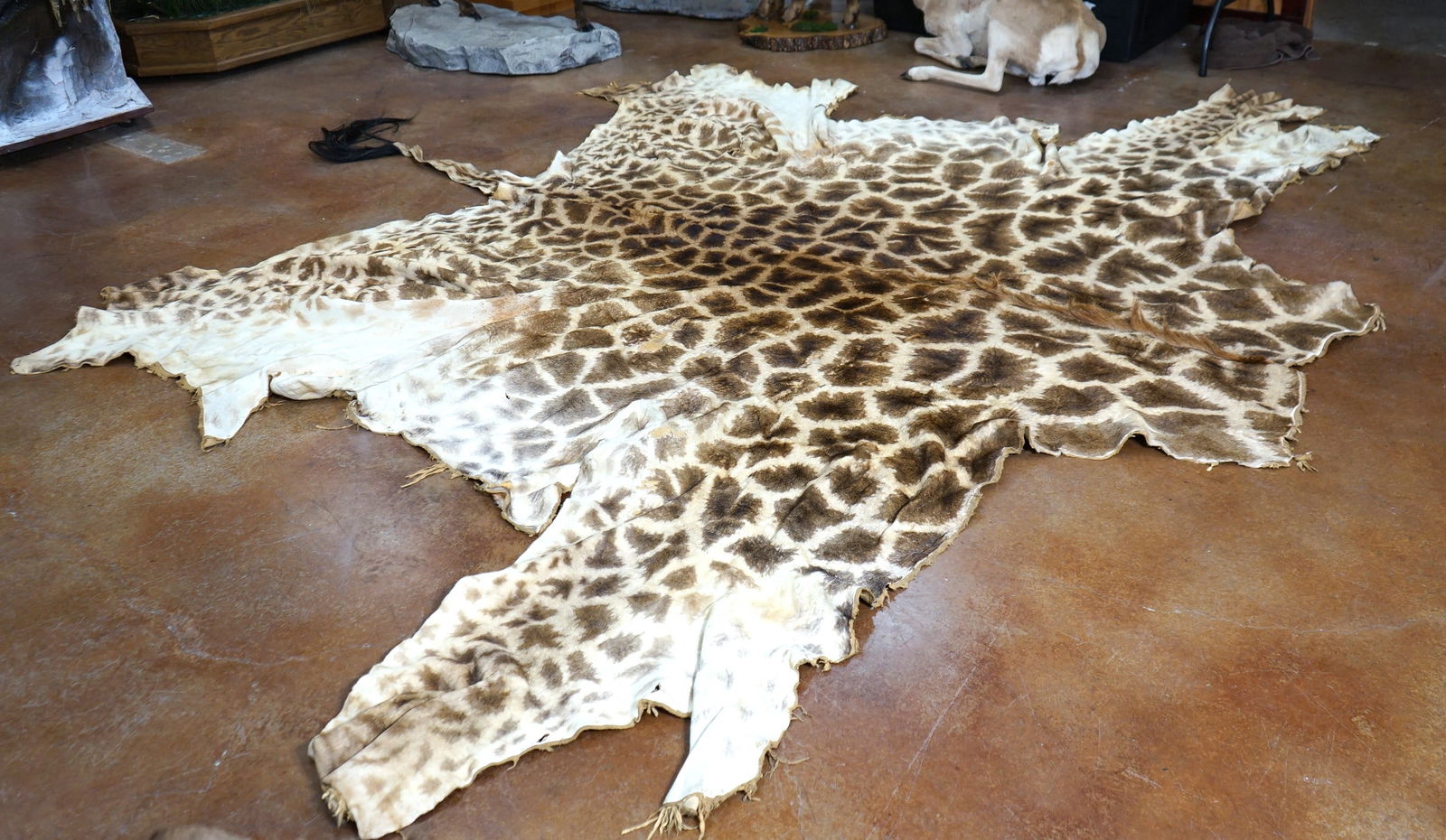 Giraffe Half Tanned Backskin Taxidermy (1 of 5)