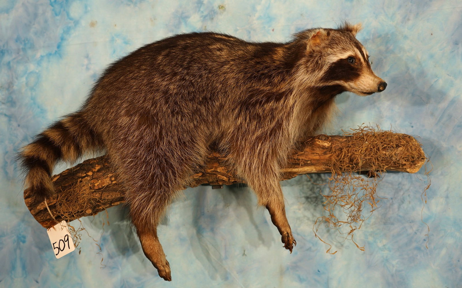 Full Body Raccoon Taxidermy Wall Mount (1 of 2)