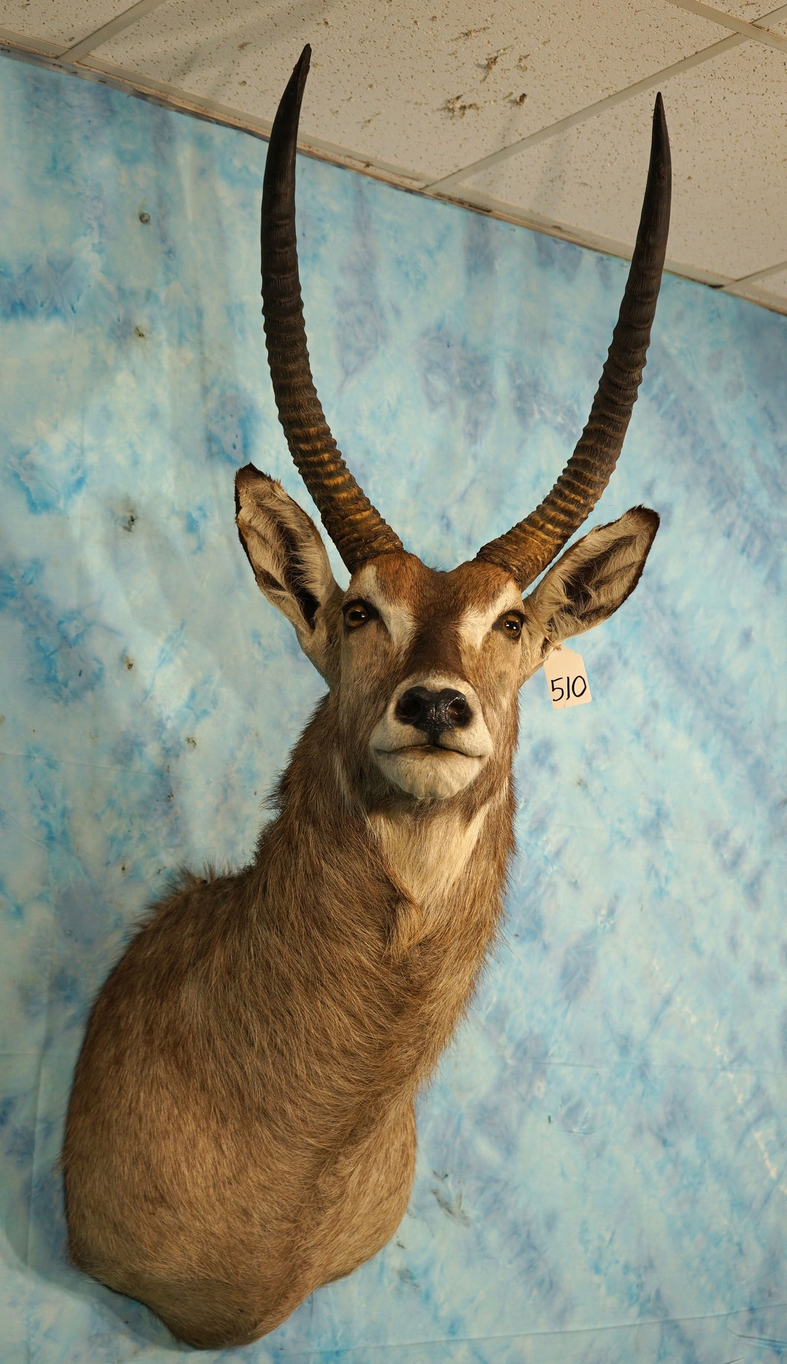 African Waterbuck Antelope Shoulder Taxidermy Mount (1 of 4)