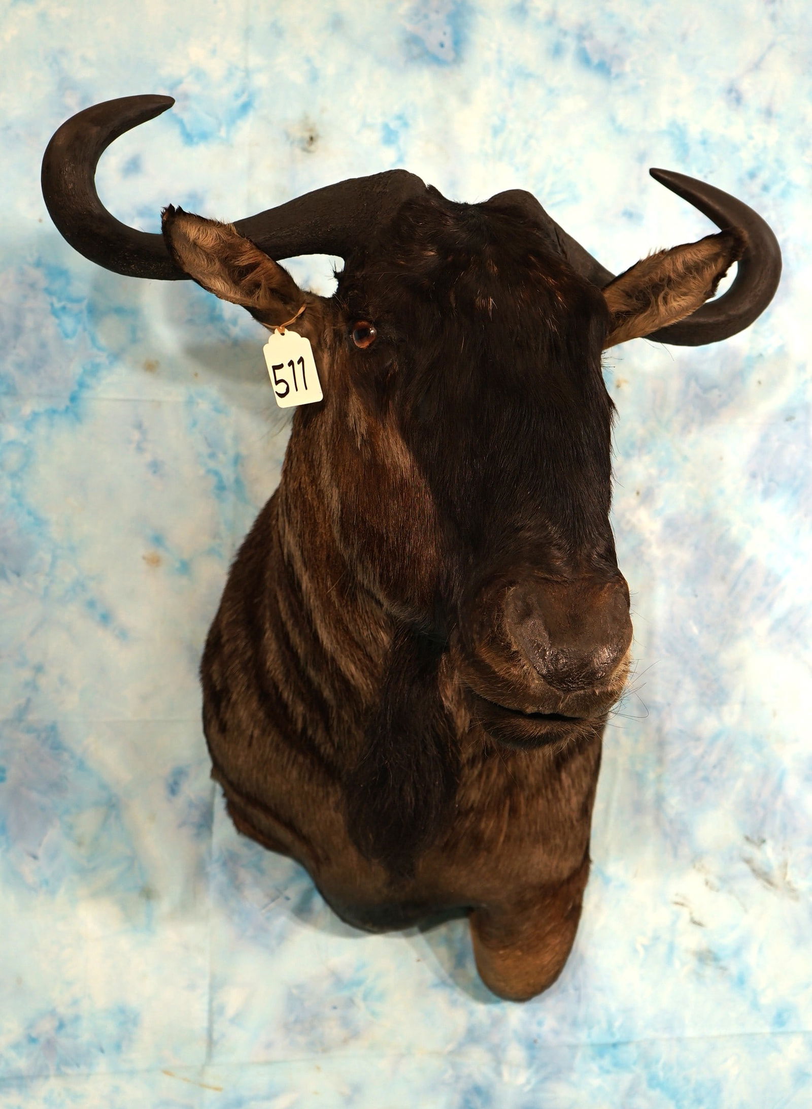 African Blue Wildebeest Antelope Shoulder Taxidermy Mount (1 of 4)