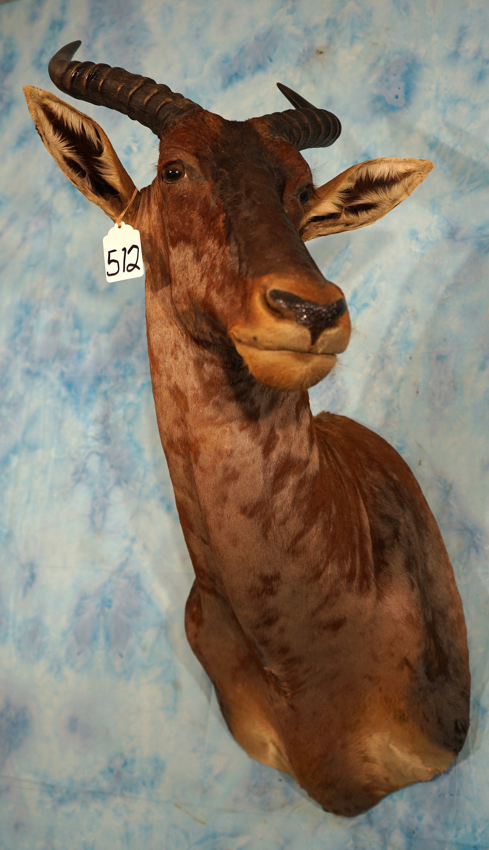 African Tsessebee Antelope Shoulder Taxidermy Mount: This mount is clean and it is in excellent condition. The taxidermy quality is also excellent on this lifelike mount. This trophy grades a high 9.75.