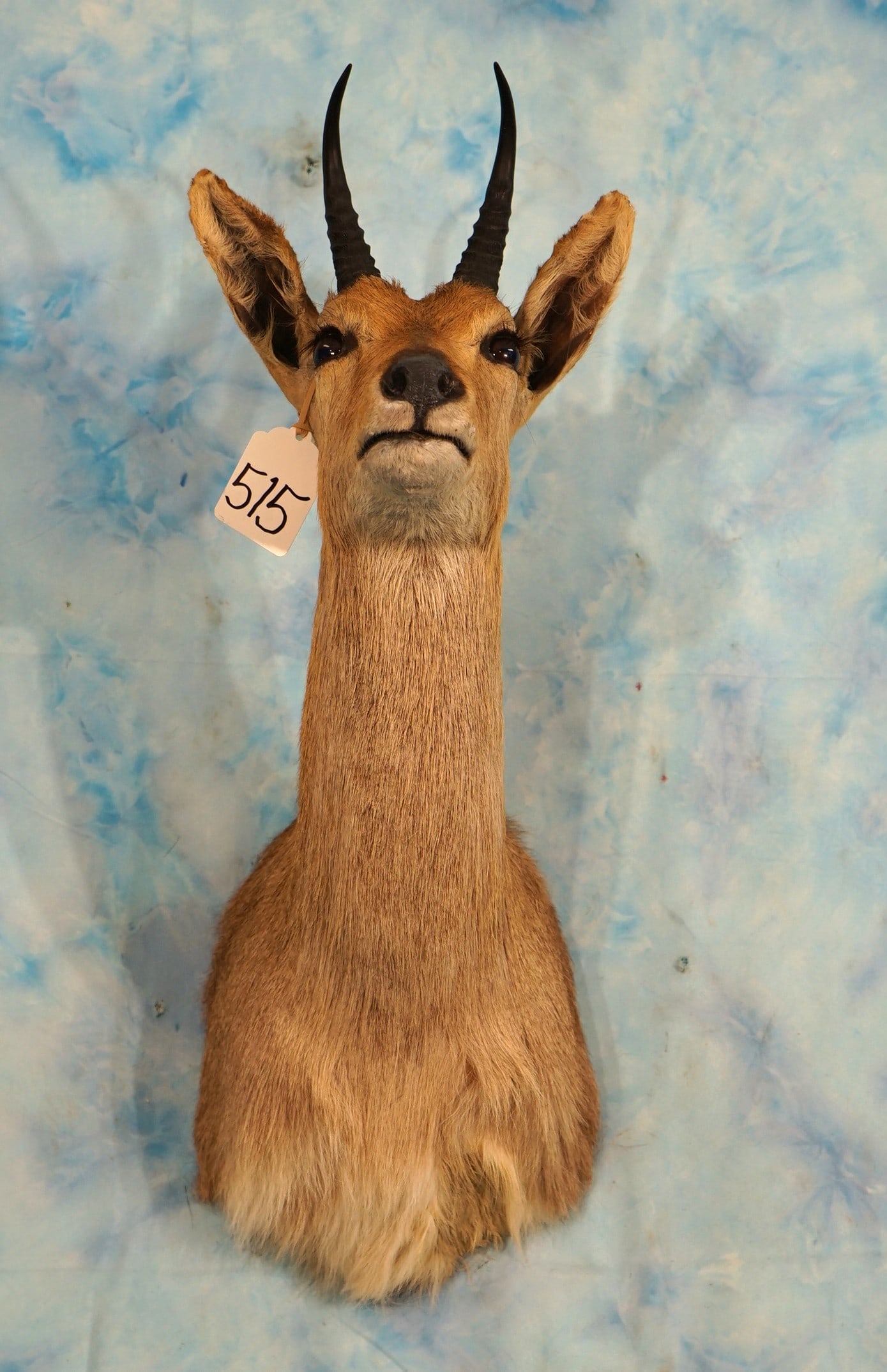South African Mountain Reedbuck Antelope Shoulder Taxidermy Mount (1 of 3)