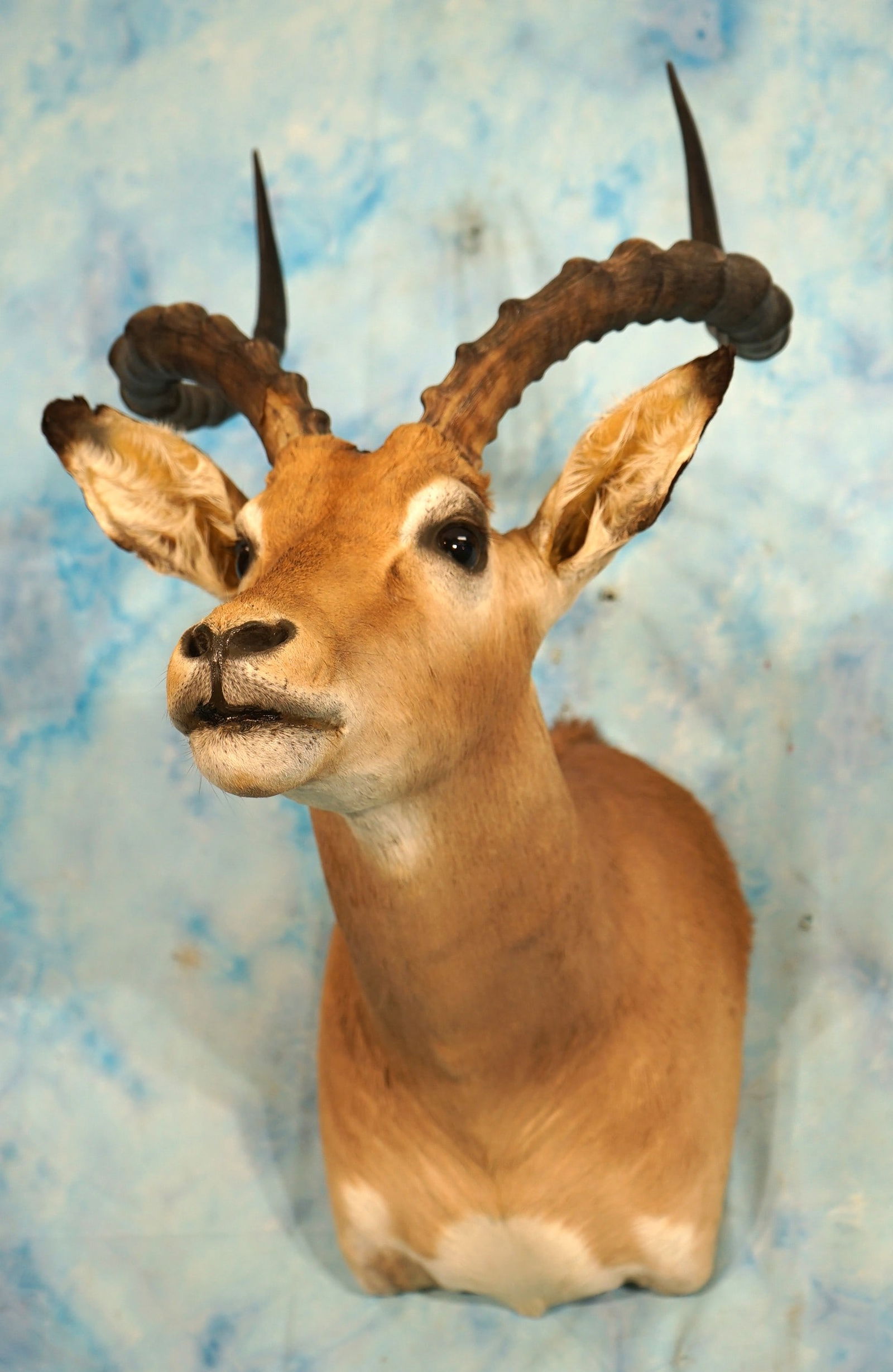 South African Impala Ram Shoulder Taxidermy Mount (1 of 3)