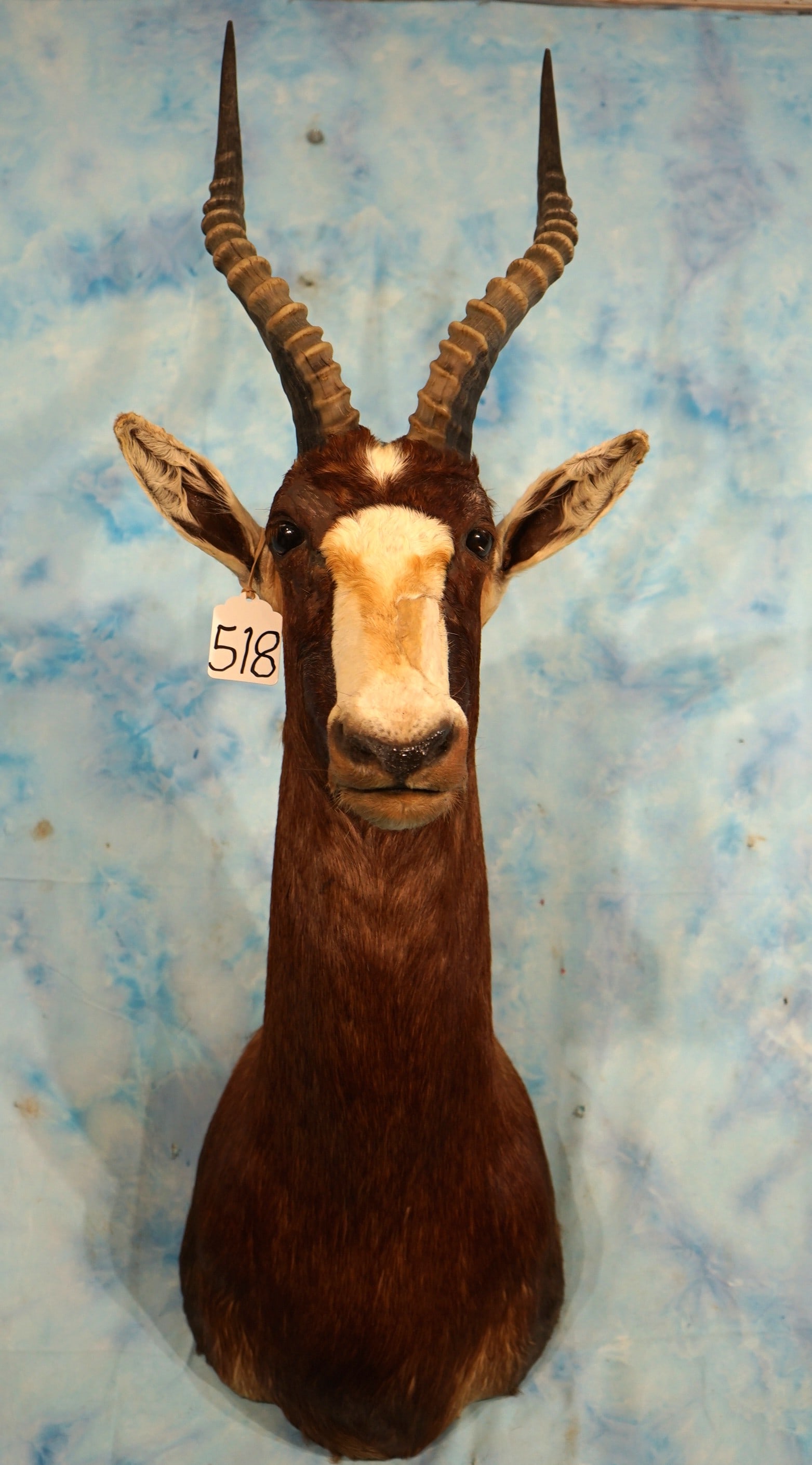 African Blesbuck Antelope Shoulder Taxidermy Mount: This mount is clean and in excellent condition. The horns are Record Class. The taxidermy quality of this mount is excellent, and this one grades a very nice 9.35