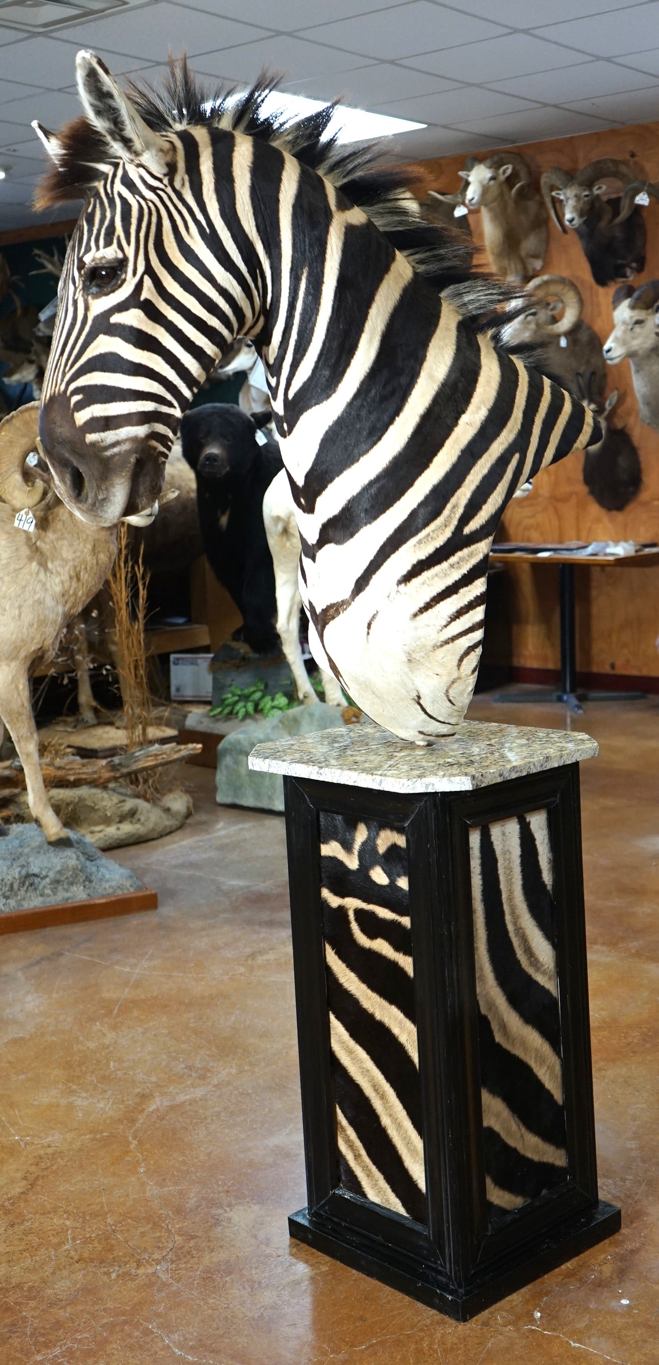 Gorgeous Zebra Shoulder Floor Pedestal Taxidermy Mount: This mount is clean, and it is in excellent condition. The base work is excellent and very attractive. The Zebra skin around the base really adds to the appearance. The taxidermy quality is outstandin