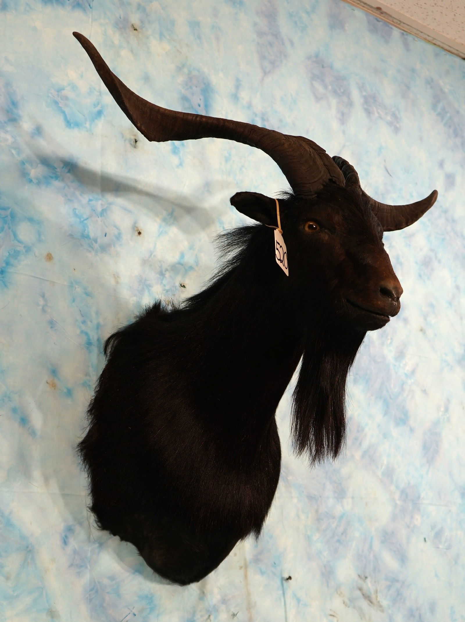 Beautiful Black Catalina Goat Shoulder Taxidermy Mount (1 of 3)