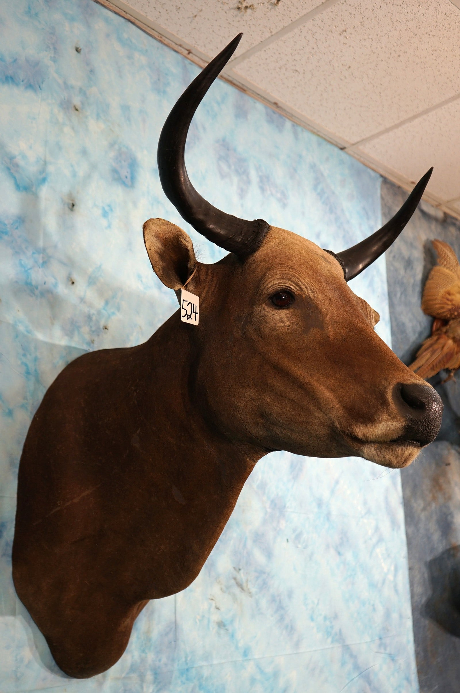 Banteng Shoulder Taxidermy Mount **Texas Residents Only! **: This mount is clean and it is in excellent condition. The Banteng can be very dangerous when cornered, or wounded. The taxidermy quality is excellent on this mount, and it grades a high 9.5.