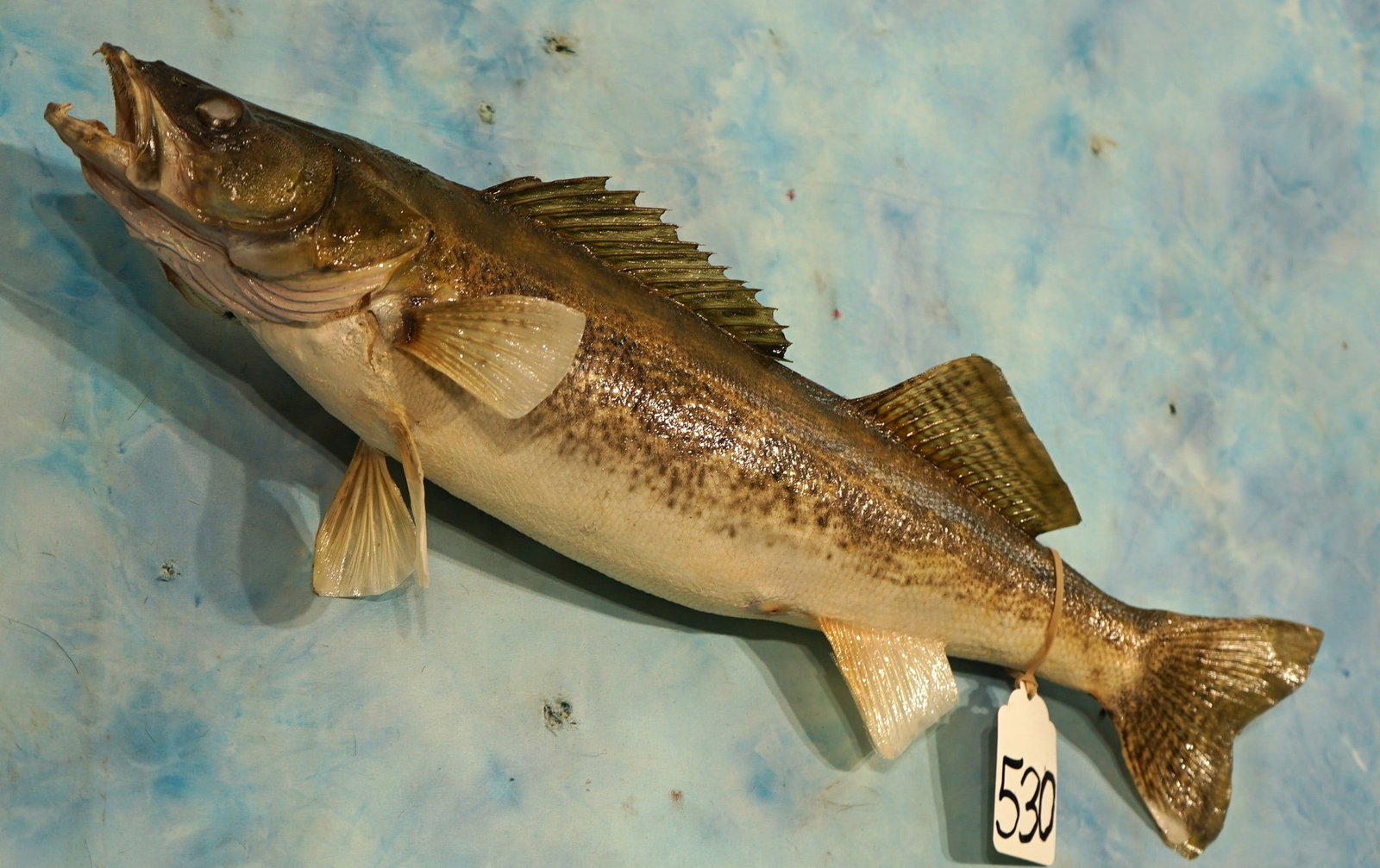 Real Skin 22 1/2" Sauger Taxidermy Fish Mount: This mount is clean and in excellent condition. The taxidermy quality is excellent, and this mount grades a very high 9.5.