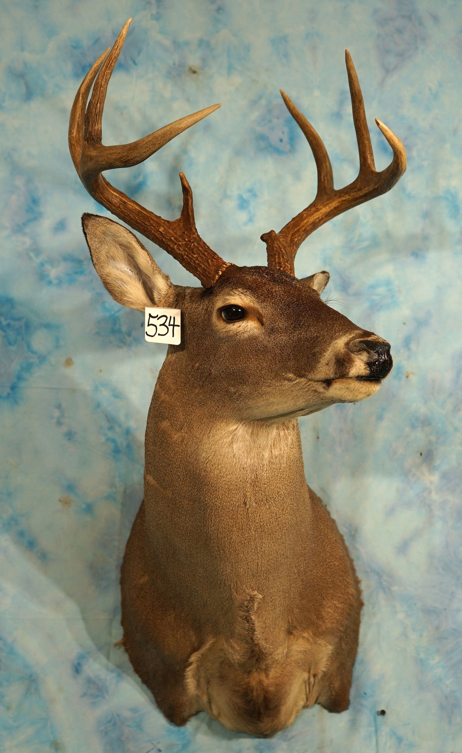 Nice 7pt. Texas Whitetail Deer Shoulder Taxidermy Mount (1 of 3)