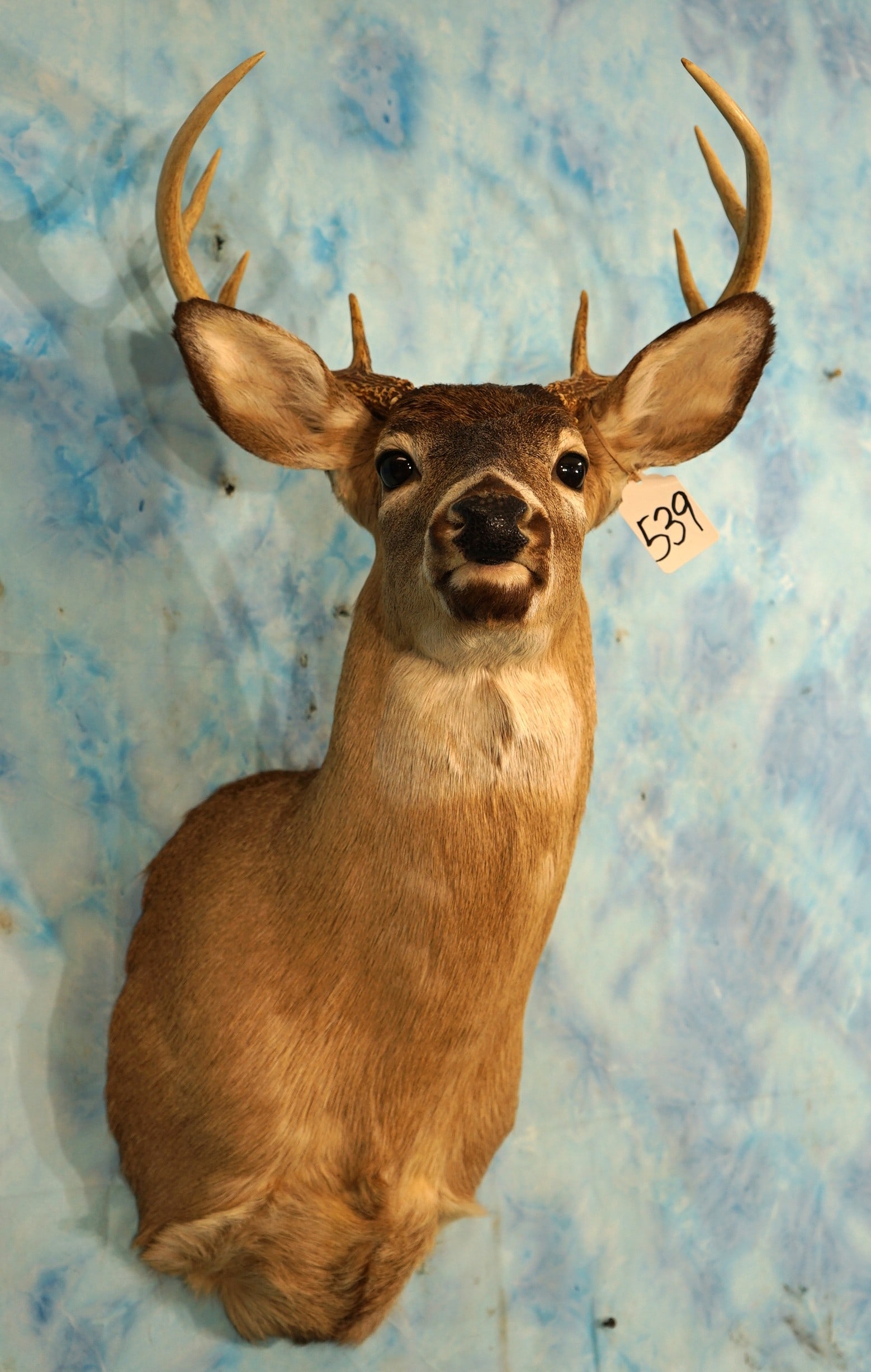 9pt. Whitetail Deer Shoulder Taxidermy Mount (1 of 3)