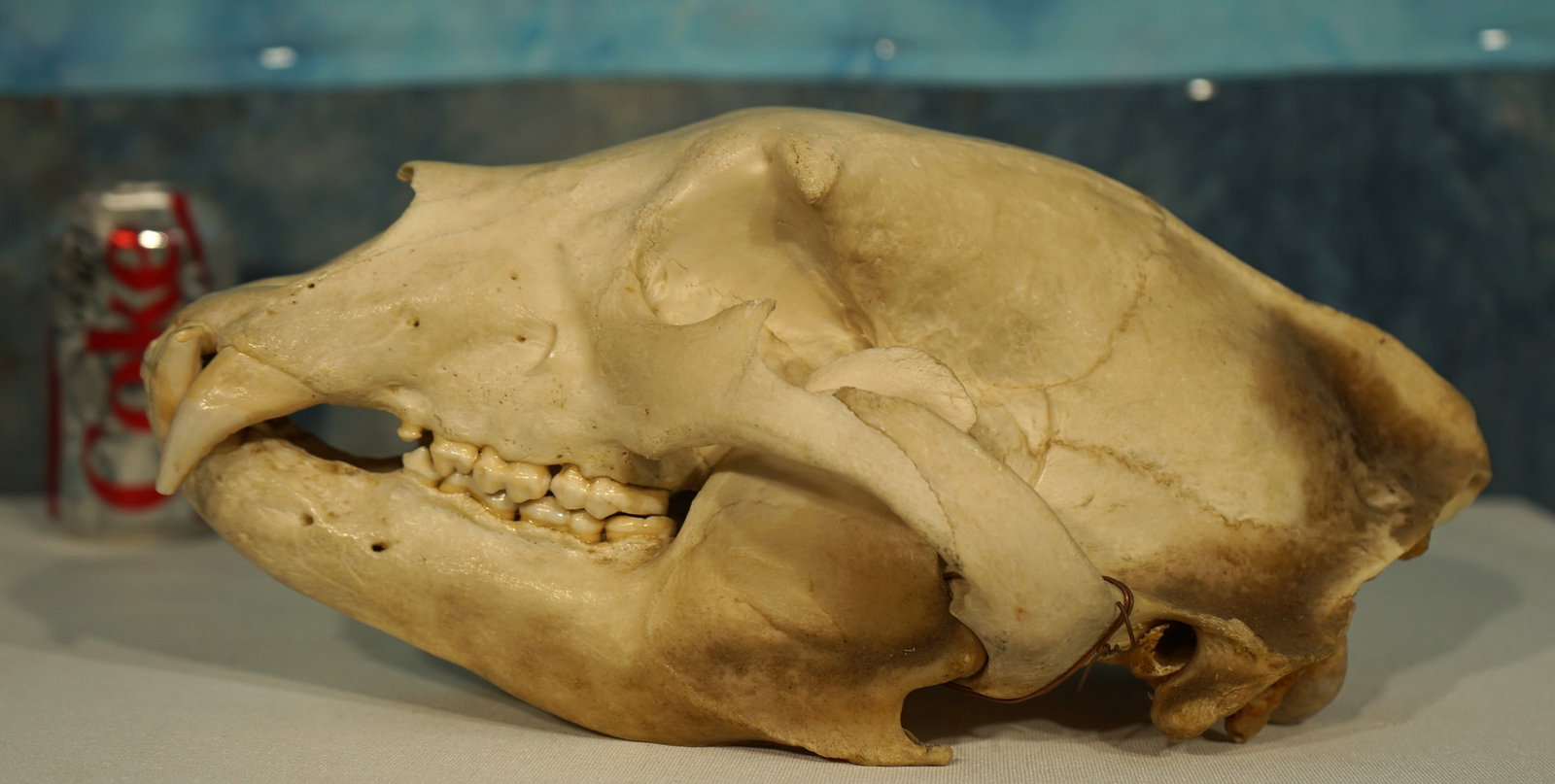 Large and Complete Black Bear Skull Taxidermy: This Black Bear skull is in excellent condition with all teeth present. Their is no damage or repairs.