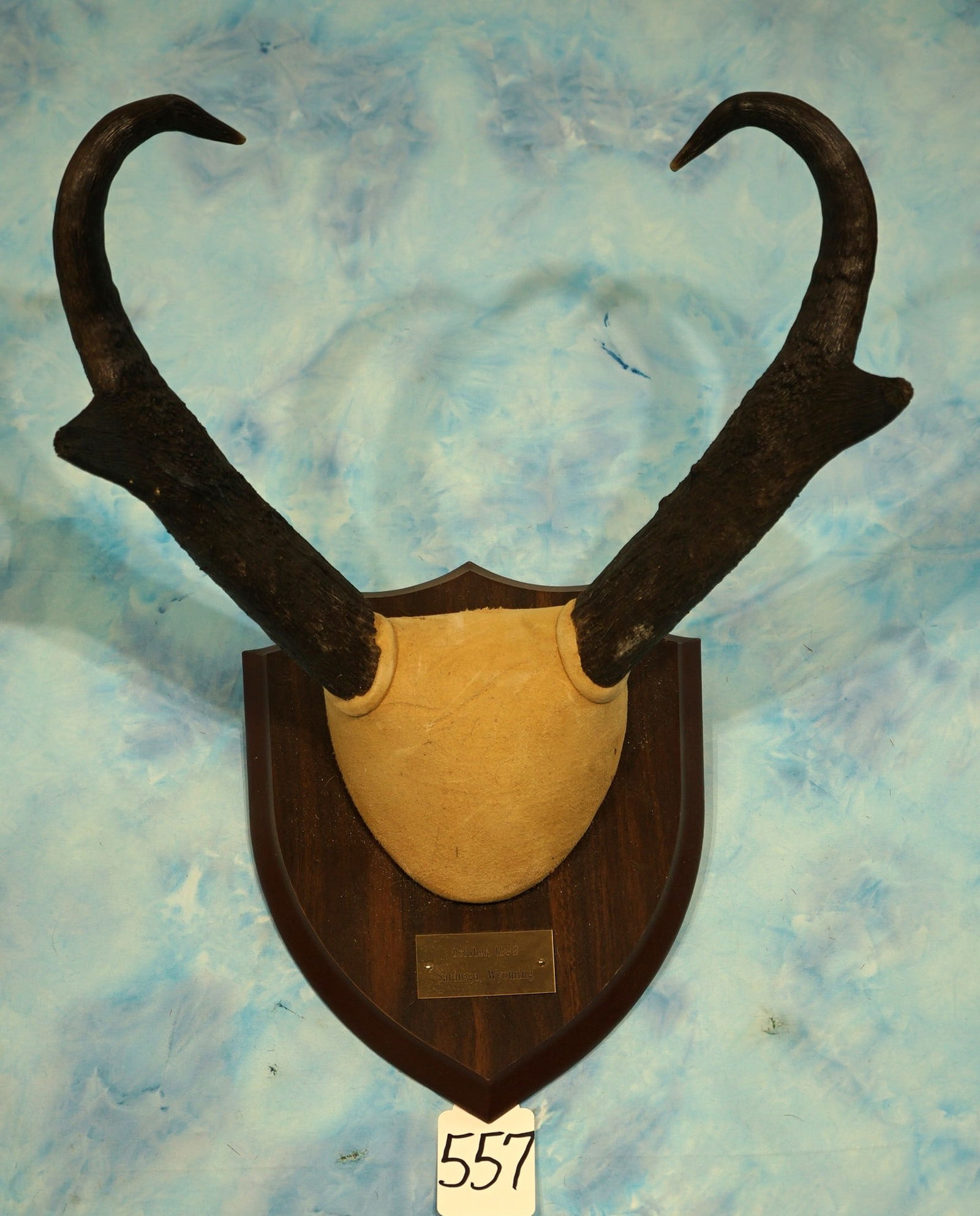 Record Class Pronghorn Antelope Horns on Panel Taxidermy: This horn mount is well done and in excellent condition. The horns net 79 6/8" and gross 80 3/8" gross.