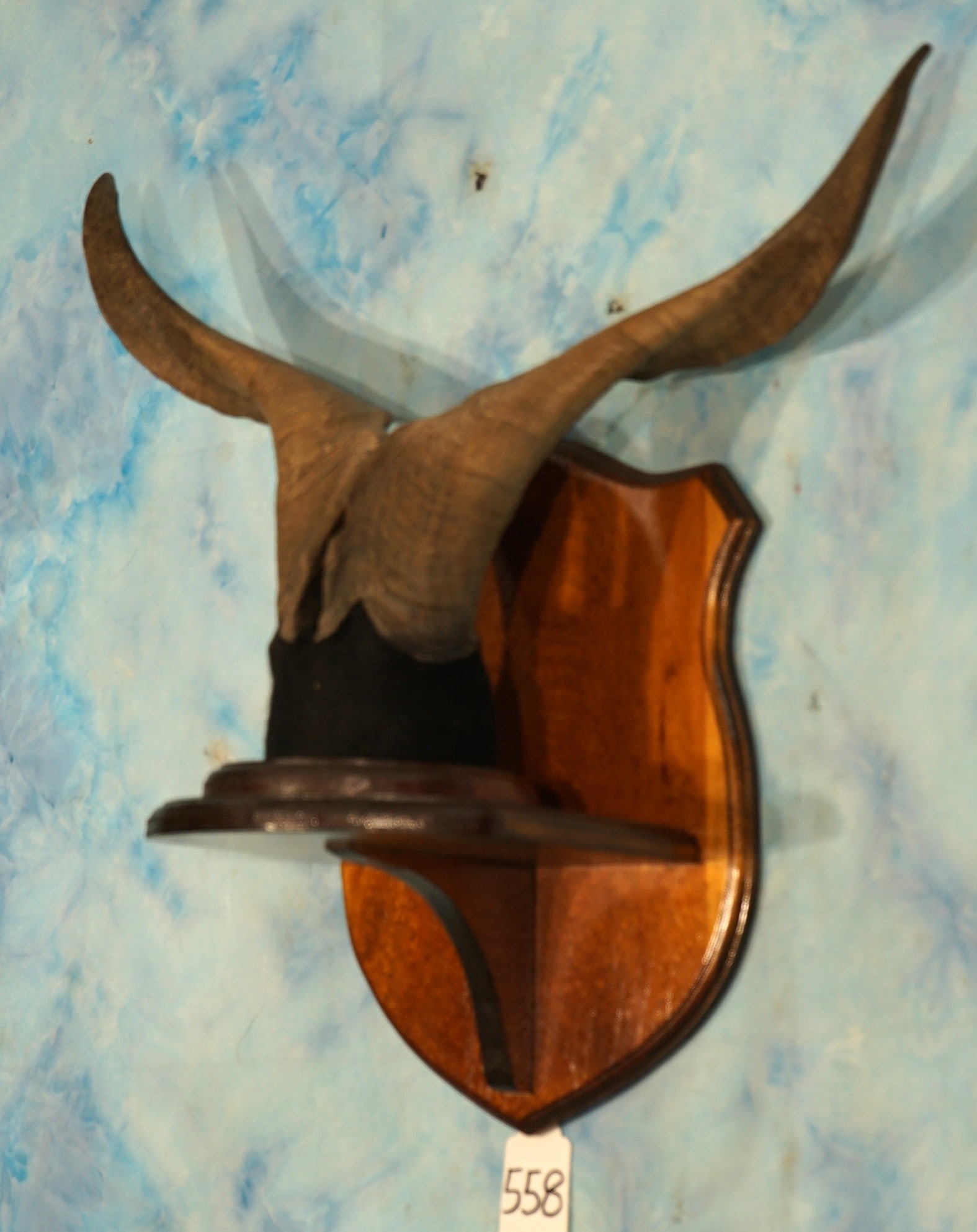 Catalina Goat Horn on Plaque Taxidermy (1 of 2)