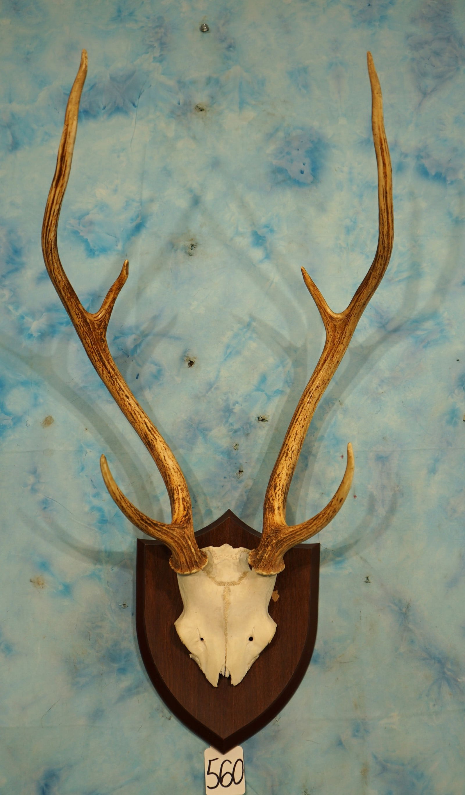 Axis Deer Antler Mount on Panel Taxidermy (1 of 2)