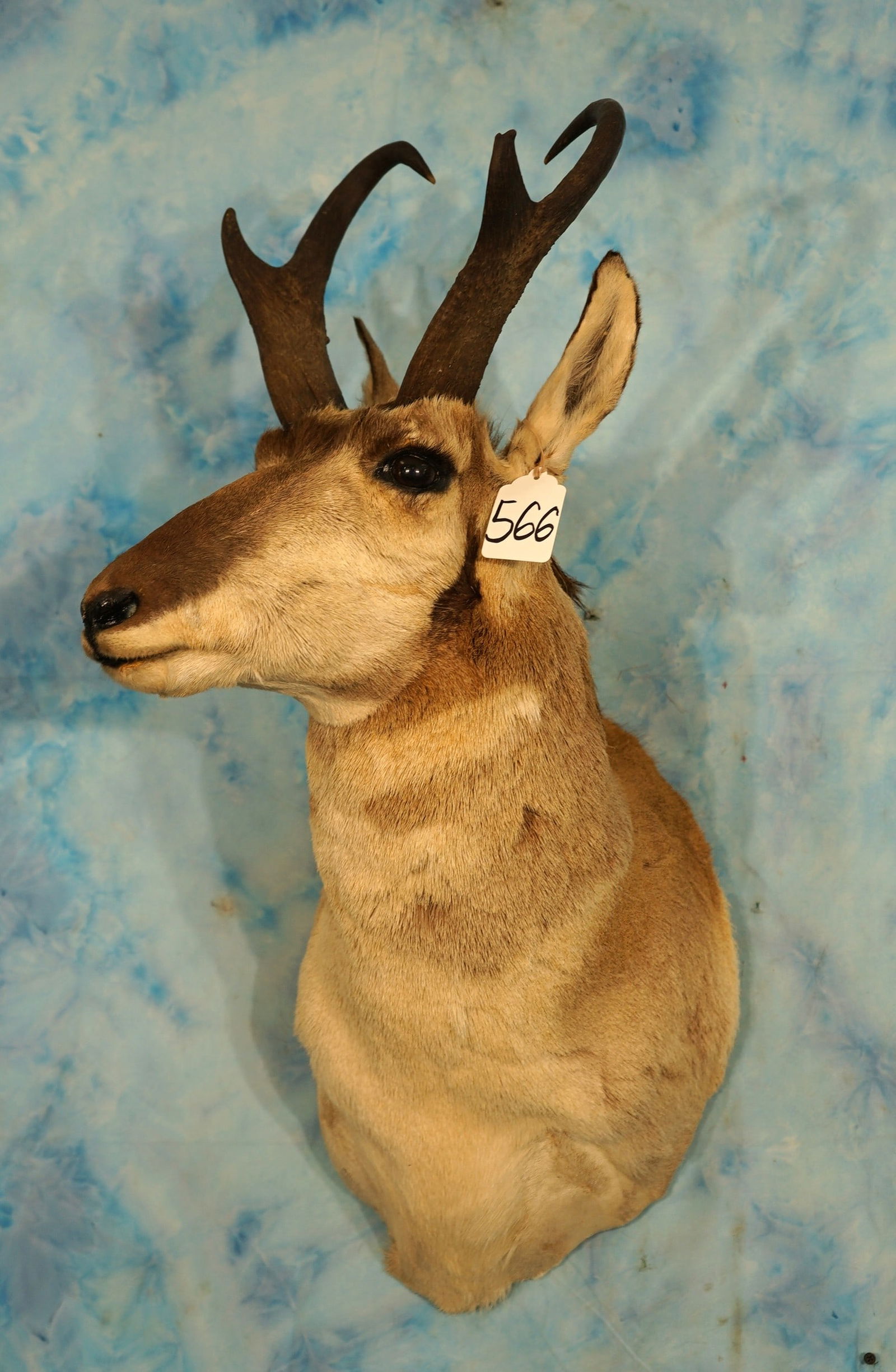 Pronghorn Antelope Shoulder Taxidermy Mount (1 of 3)