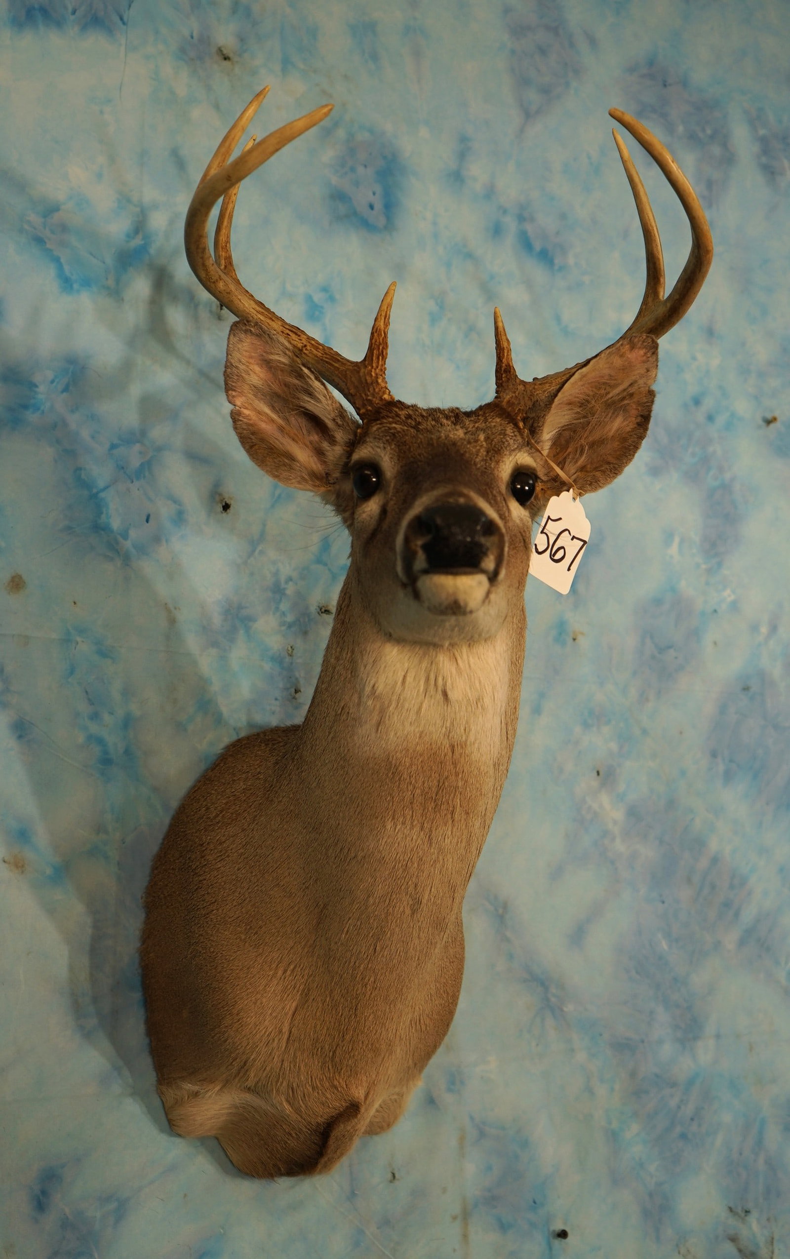 7pt. Whitetail Deer Shoulder Taxidermy Mount: This mount is clean and in excellent condition. The taxidermy quality of this mount grades a 9.