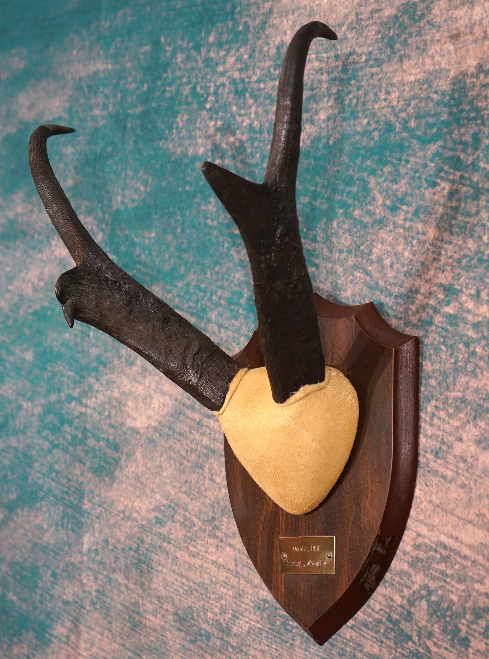 Trophy 15" Pronghorn Antelope Horns on Panel Taxidermy (1 of 3)