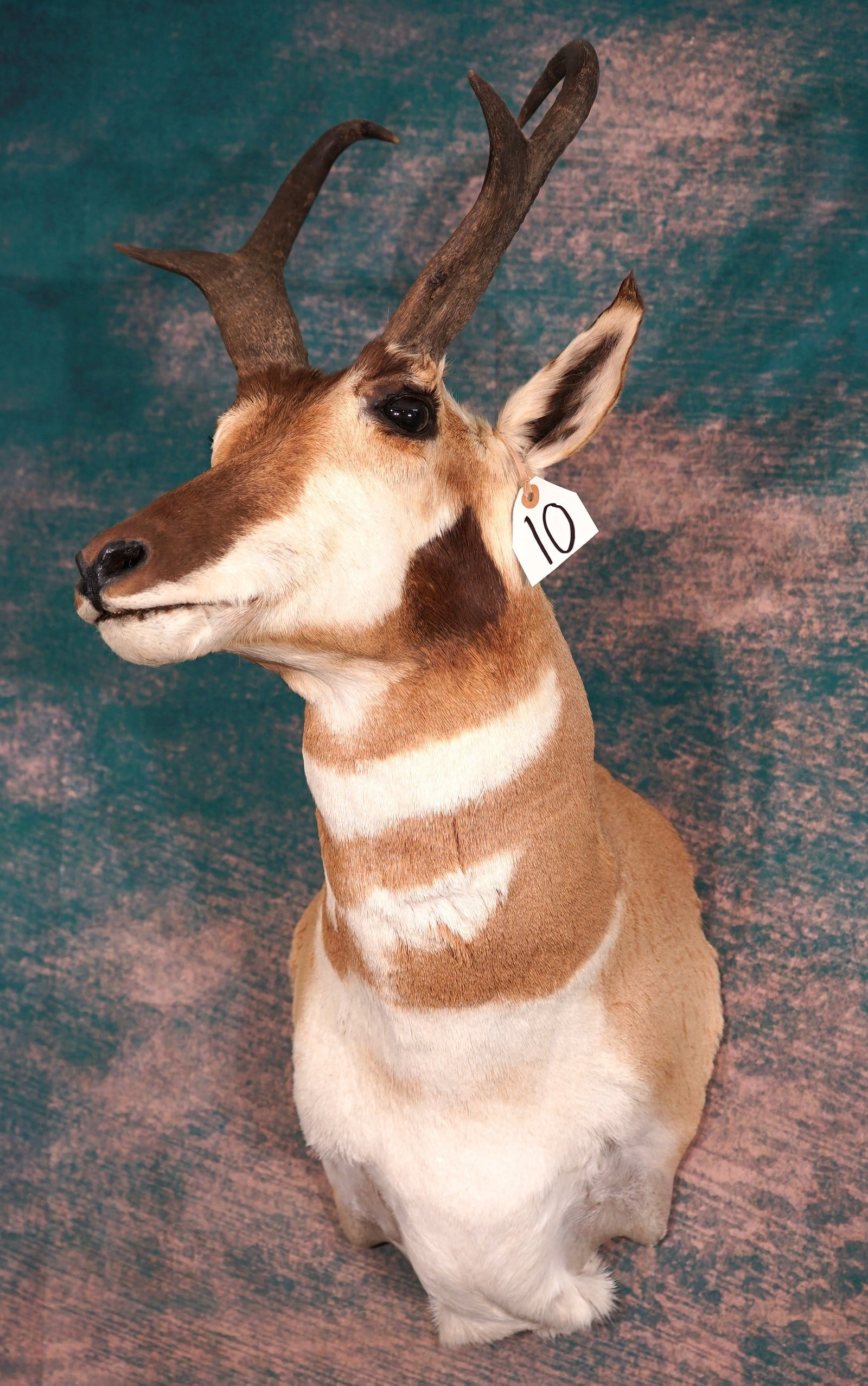 Pronghorn Antelope Shoulder Taxidermy Mount (1 of 3)