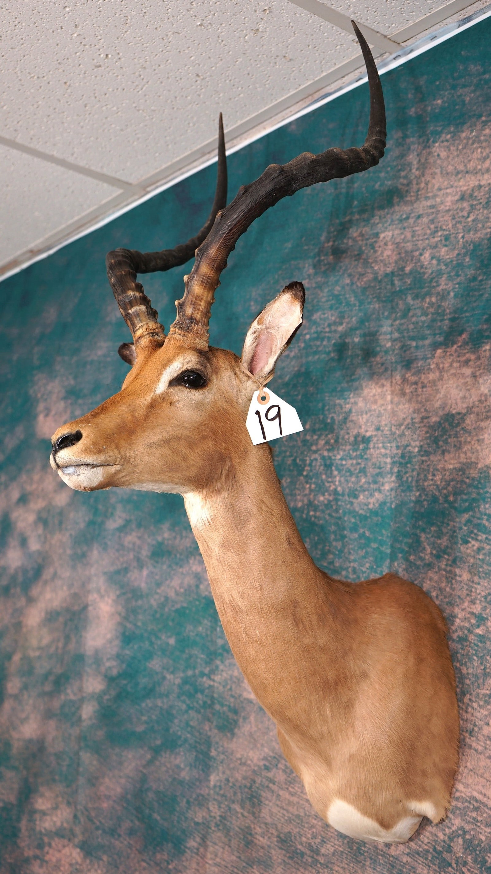 African Southern Impala Ram Shoulder Taxidermy Mount (1 of 3)