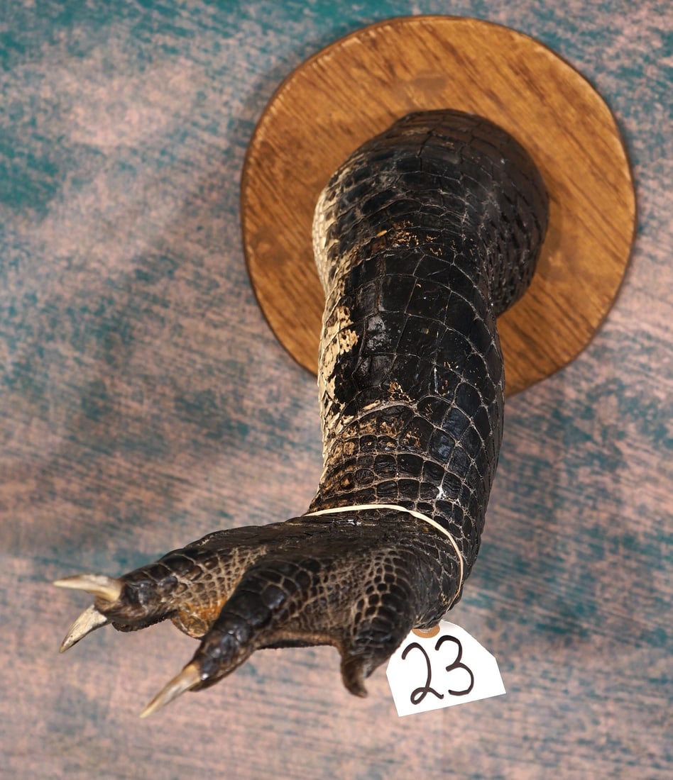 Cool Alligator Leg Hat Rack Taxidermy Mount (1 of 2)