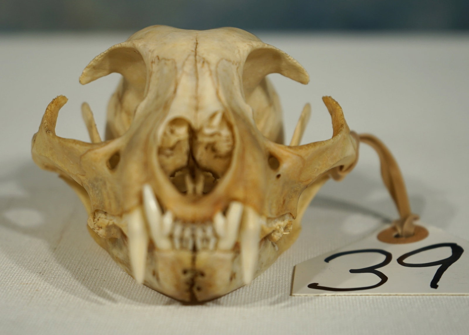 Complete Bobcat Skull Taxidermy (1 of 3)