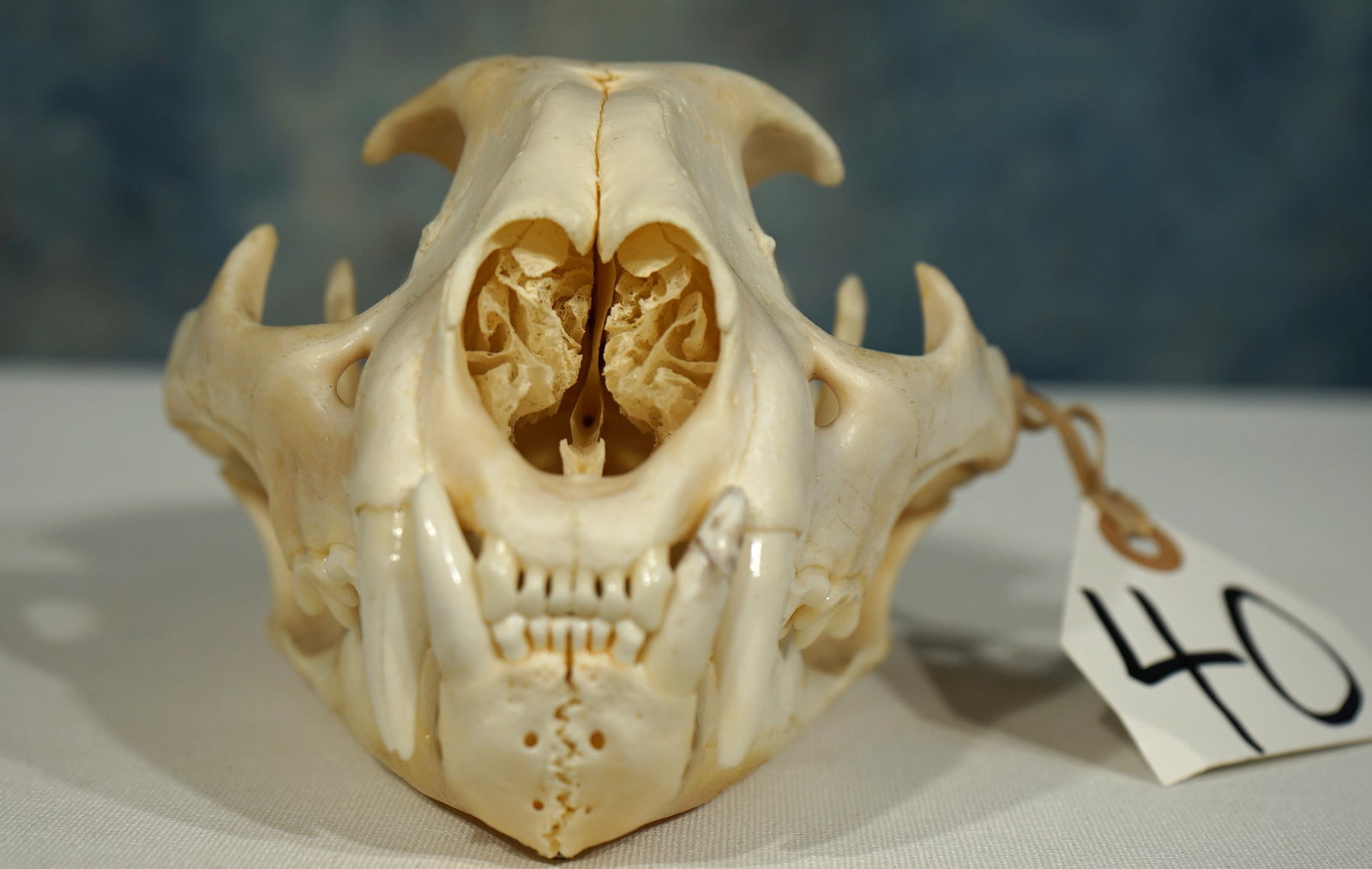 Large & Complete Mountain Lion Skull Taxidermy (1 of 3)