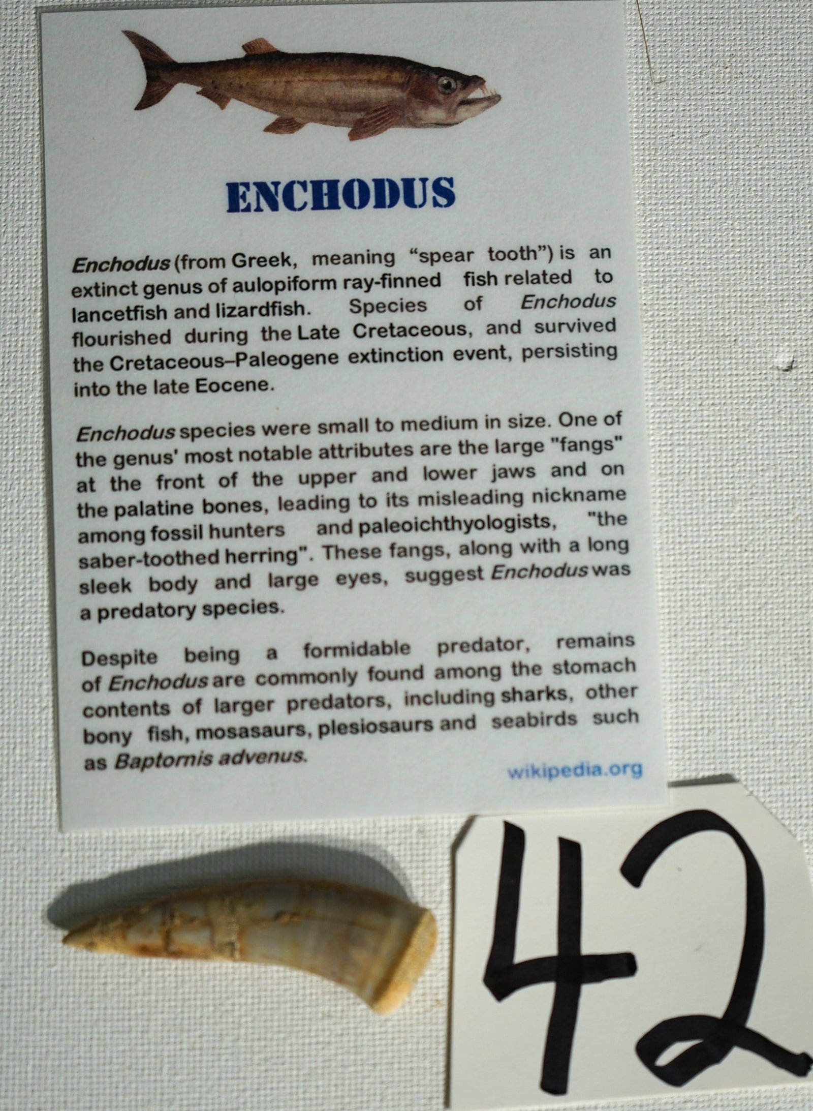 "Enchodus" Fossil Fish Tooth Prehistoric Barracuda (1 of 4)