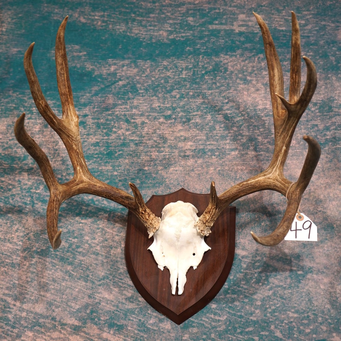 Very Nice Mule Deer Antlers on Panel Taxidermy: This is a good size 6 x 4 with brow tines. The antlers are solid and in excellent condition with no damage, or repairs.