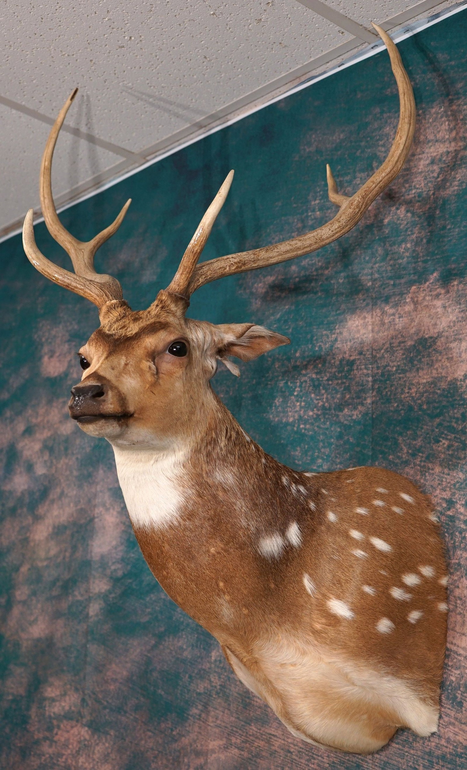 Beautiful Axis Deer Shoulder Taxidermy Mount: This Axis Deer Buck is clean and in excellent condition. The mount has a good lifelike expression, and the taxidermy quality is excellent on this mount grading a high 9.75.