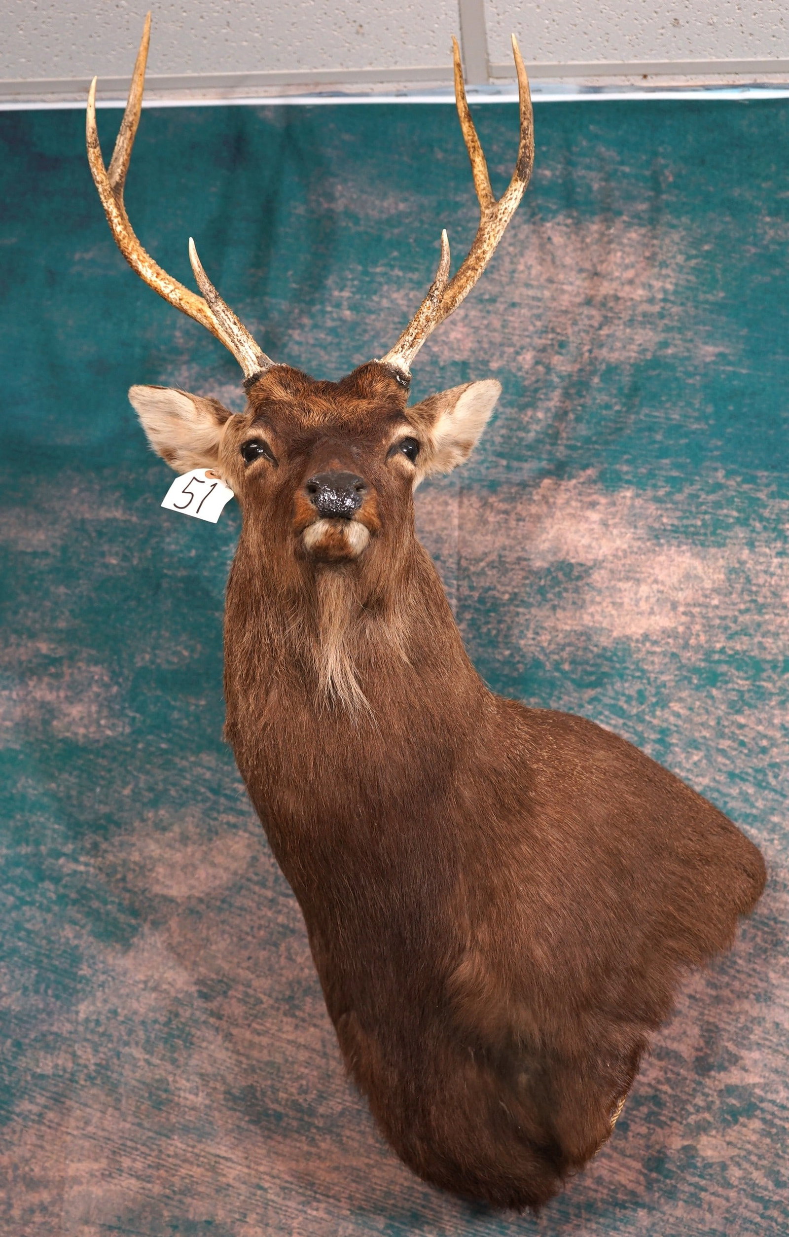 Japanese Sika Deer Shoulder Taxidermy Mount: This mount is clean and in excellent condition. The Buck has a natural pose and very lifelike appearance. This mount is really excellent grading a 9.5.