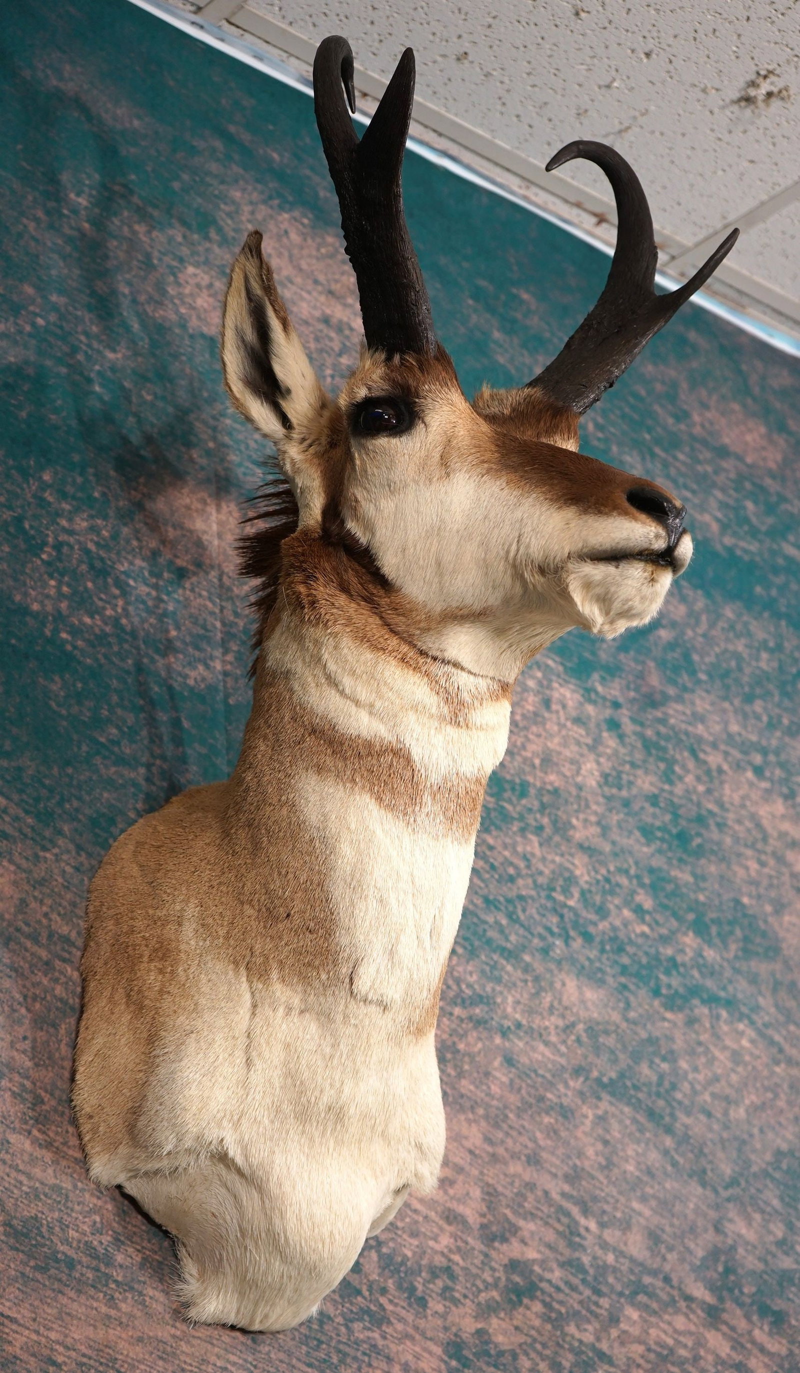 Pronghorn Antelope Shoulder Taxidermy Mount: This is a mature Pronghorn Buck with good size horns. The mount is clean and in excellent condition. The taxidermy quality grades an excellent 9.5.