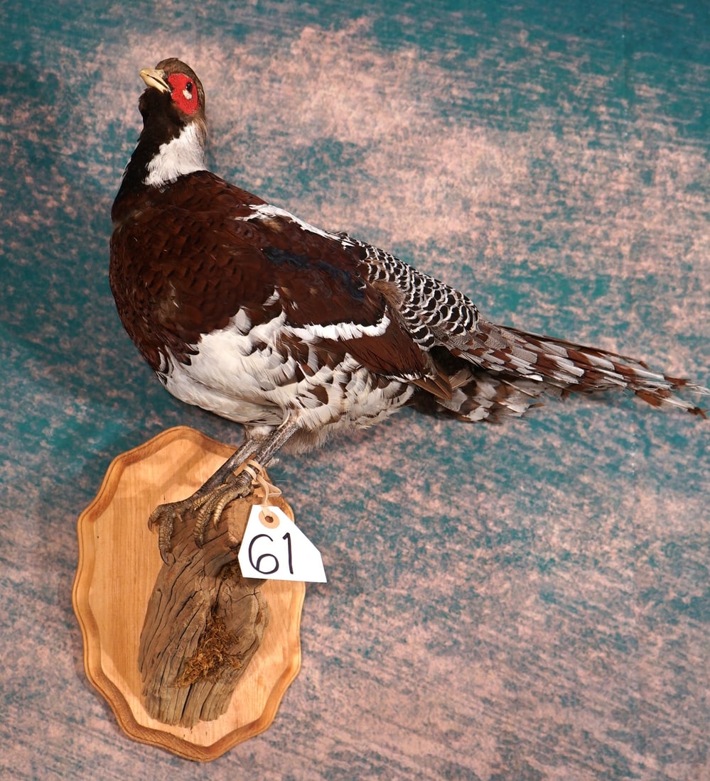 Elliot's Pheasant Taxidermy Bird Mount: This is a mature male, or "Rooster" Elliot's Pheasant. The mount is clean and in mint like condition. The taxidermy quality is outstanding and this Bird grades a very nice 10.
