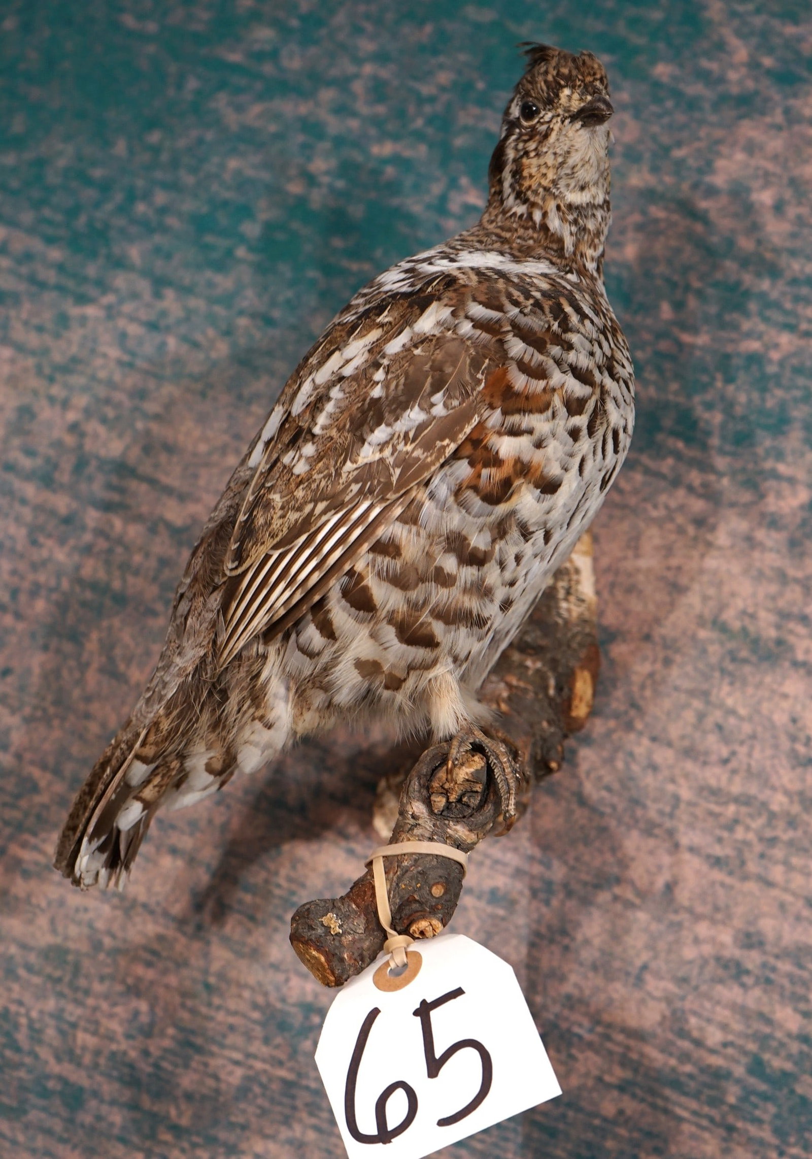 Beautiful Spruce Grouse Taxidermy Bird Mount: This mount is clean and in mint like condition. This is a female with an alert and lifelike pose. The taxidermy quality is outstanding and this mount is a grade 10.