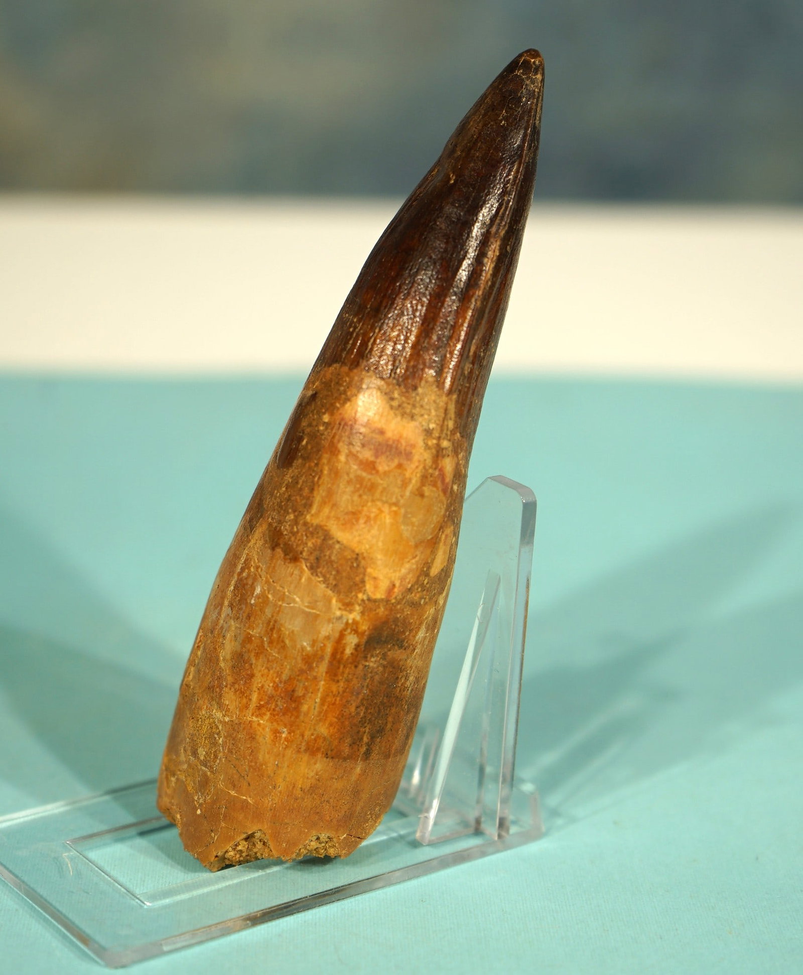 Great Quality Authentic 4 5/8" Spinosaurus Dinosaur Fossil Tooth (1 of 5)