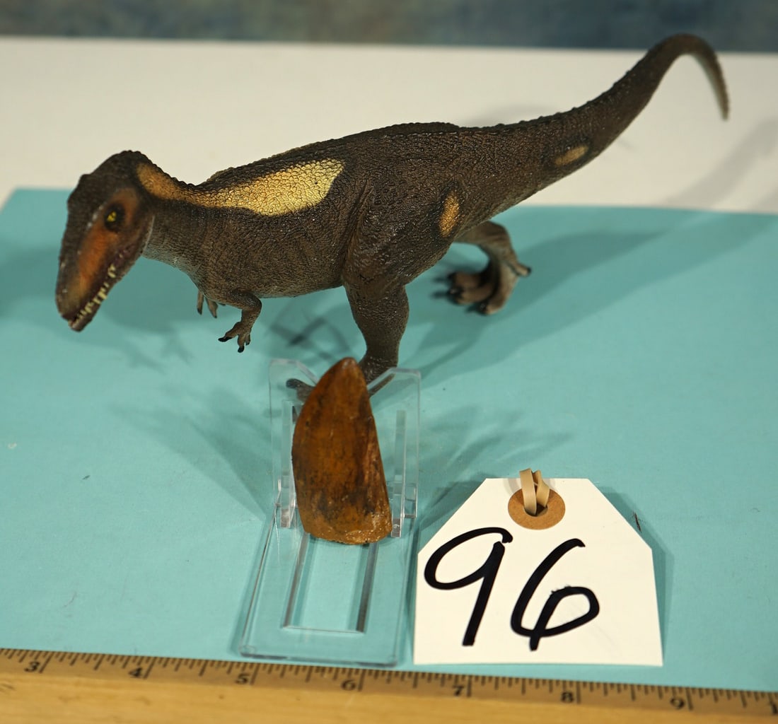 Authentic African T-Rex Dinosaur Quality Fossil Tooth: This is a very nice tooth with all of its enamel, which is rare. It measures 2 3/8" long. This is an average size tooth from the upper side of the Tyrannosaurus mouth. Good quality teeth like this