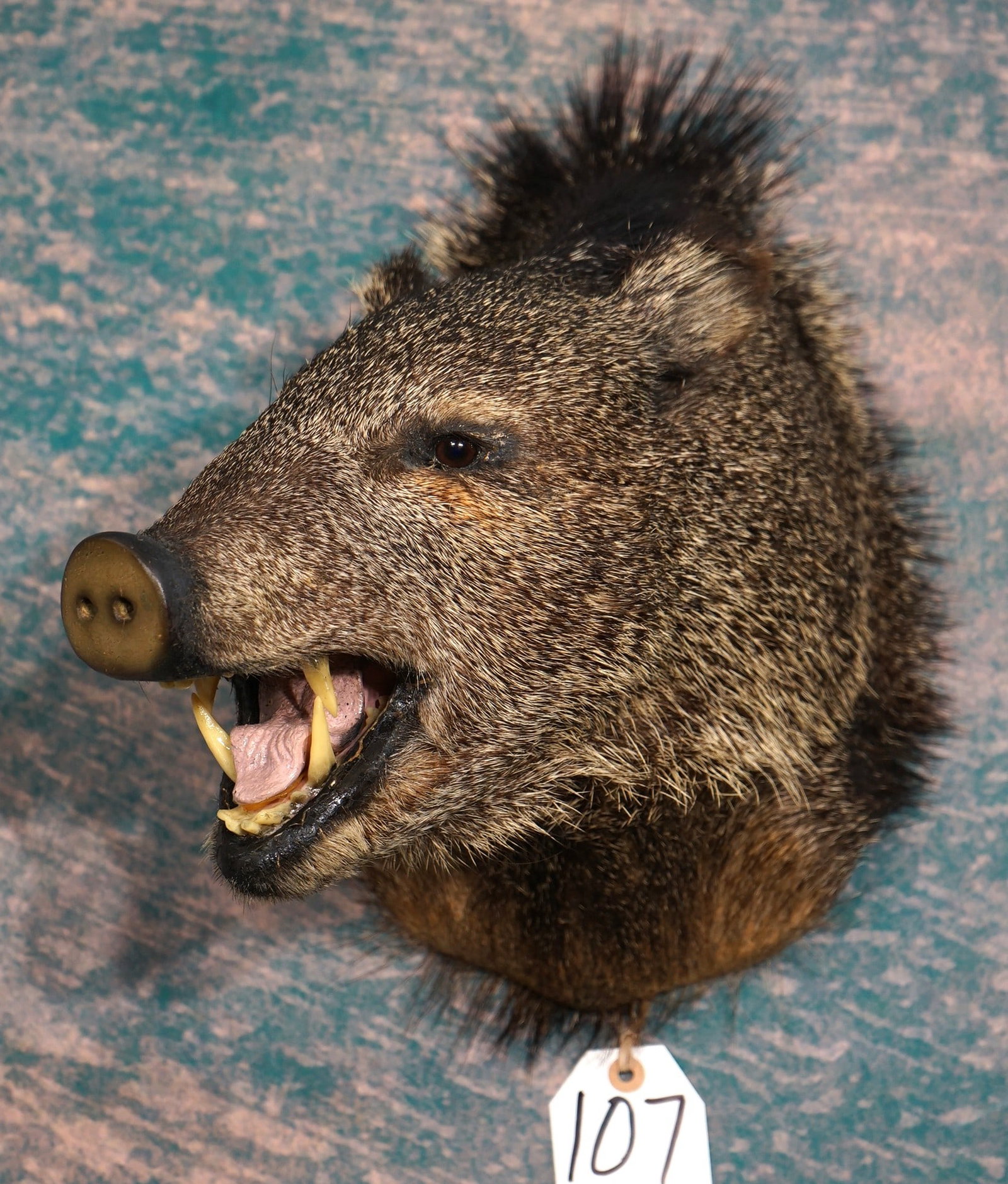 Javelina Shoulder Taxidermy Mount: This mount is in excellent condition and its clean. The mount has a natural pose with very good expression. The taxidermy quality grades a high 9.