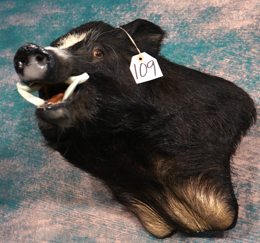Wild Boar "Feral Hog" Shoulder Taxidermy Mount (1 of 3)