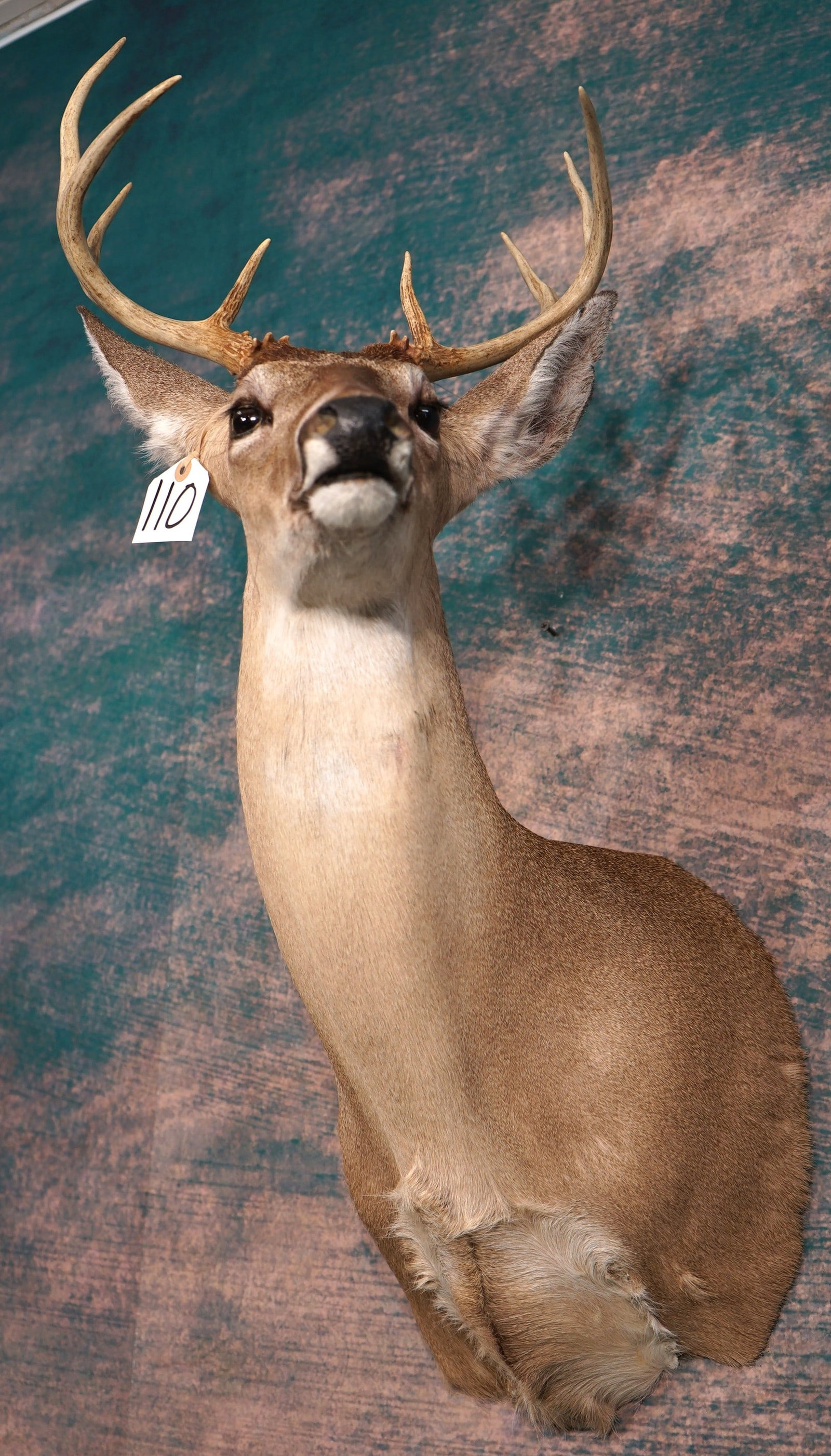 9pt. Texas Hill Country Whitetail Deer Shoulder Taxidermy Mount (1 of 4)