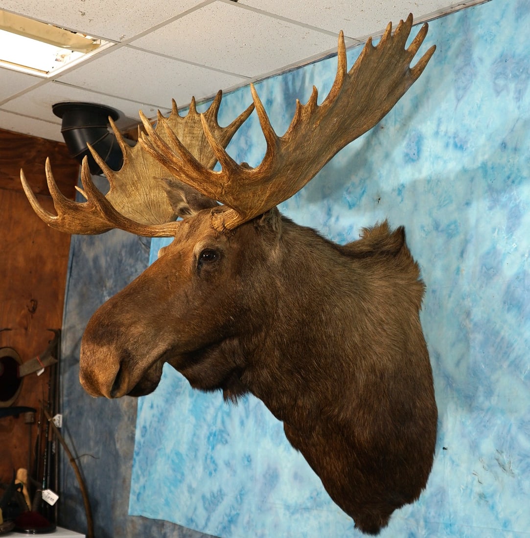 Alaskan Moose Shoulder Taxidermy Mount (1 of 4)