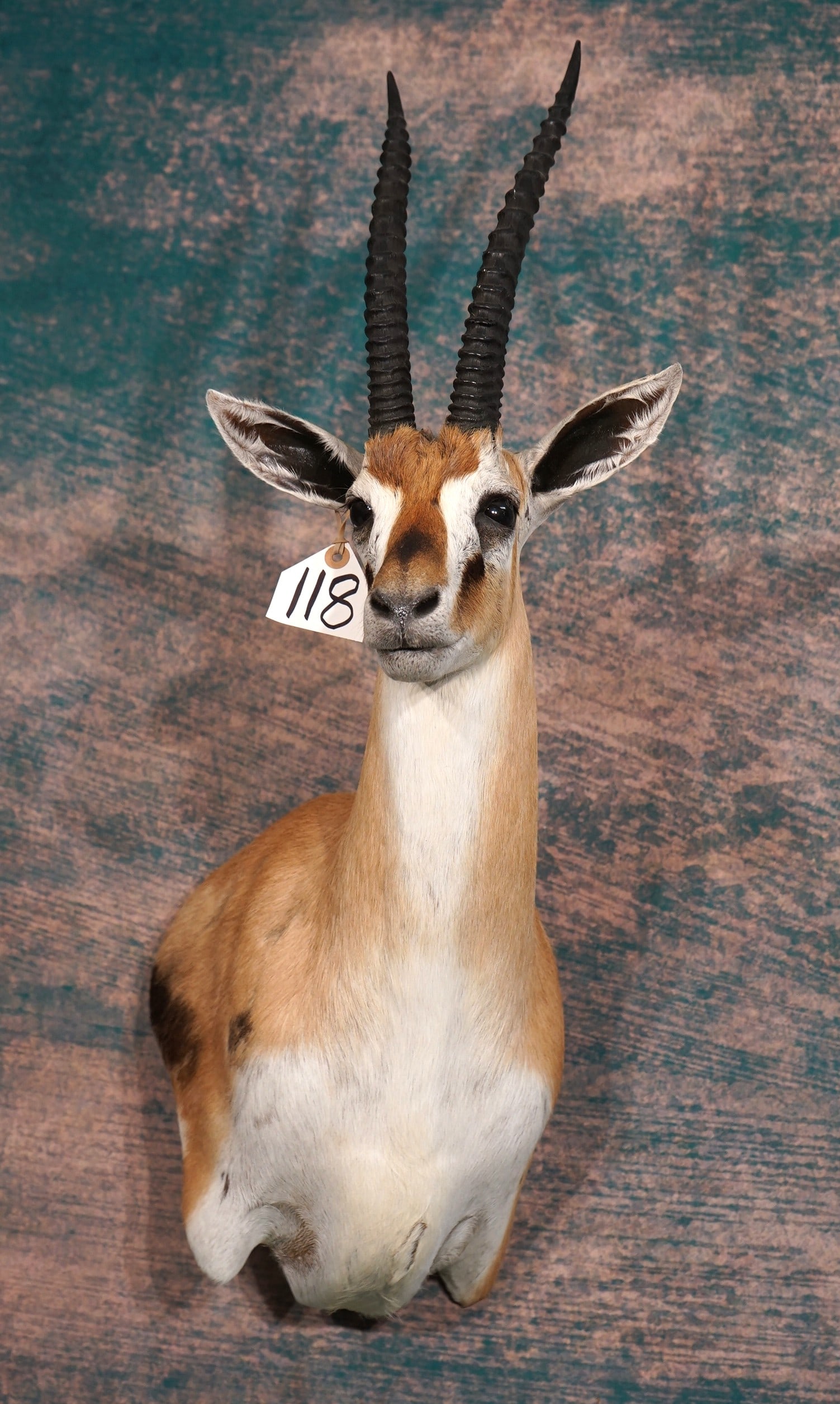 Beautiful East African Thomson's Gazelle Shoulder Taxidermy Mount (1 of 4)