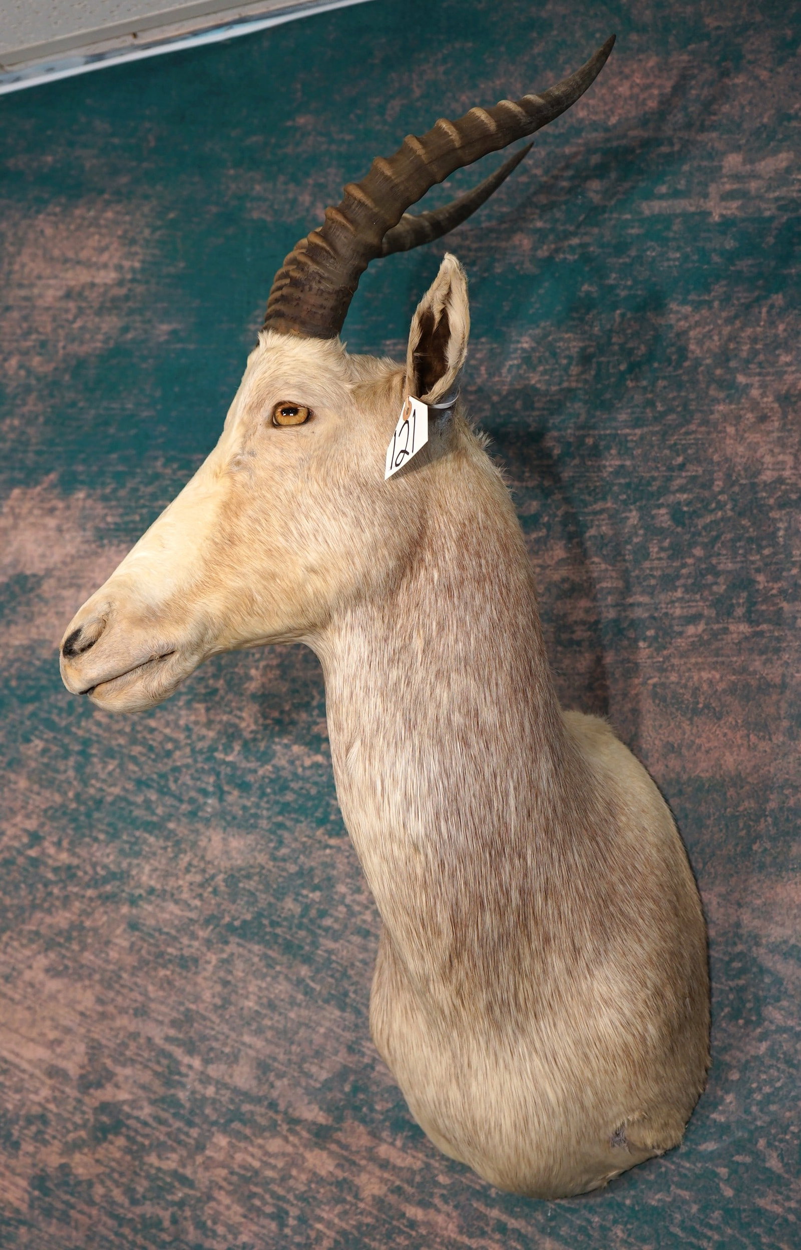 South African White Blesbuck Antelope Shoulder Taxidermy Mount (1 of 4)