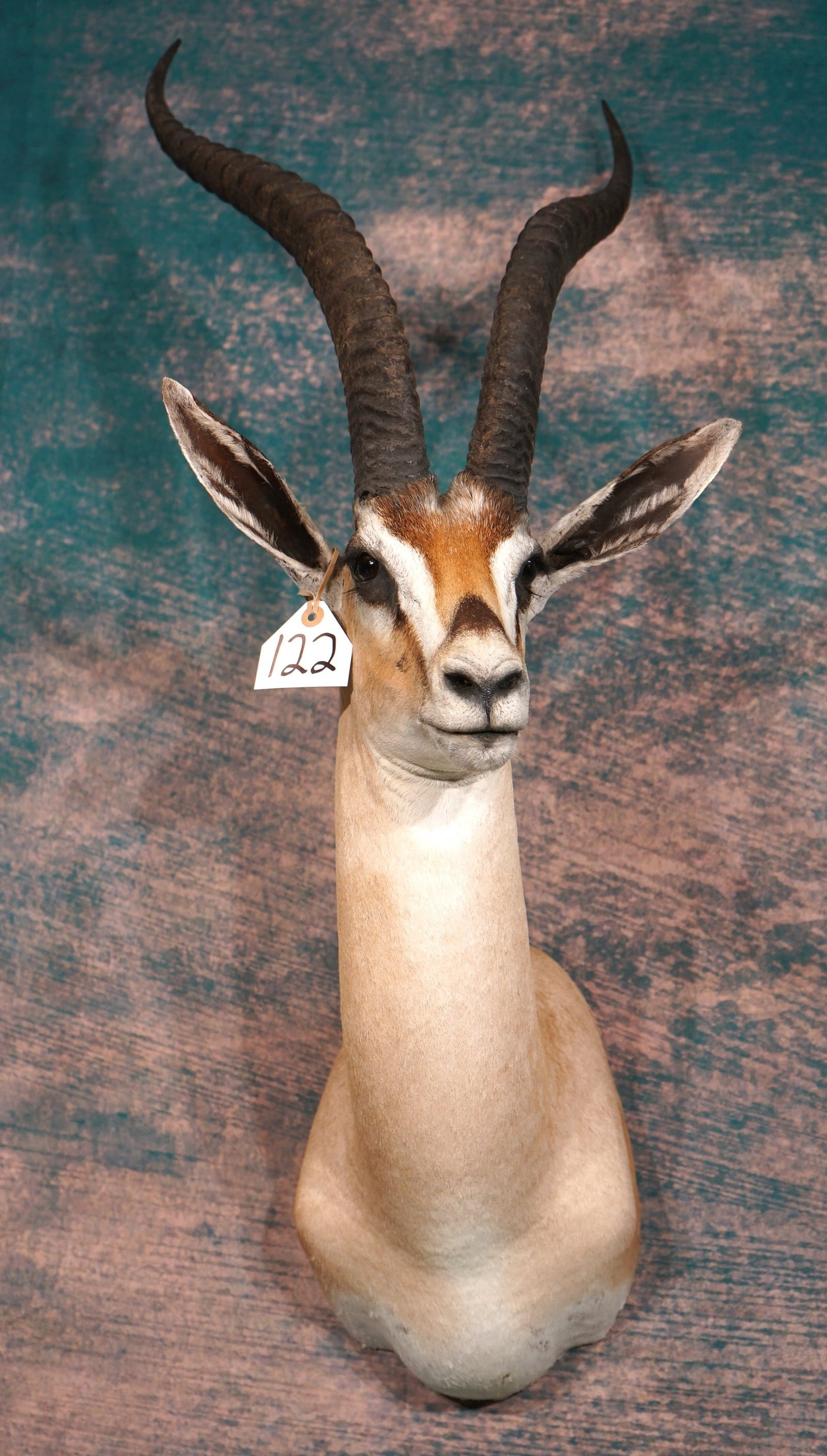 Beautiful East African Grant's Gazelle Shoulder Taxidermy Mount (1 of 4)