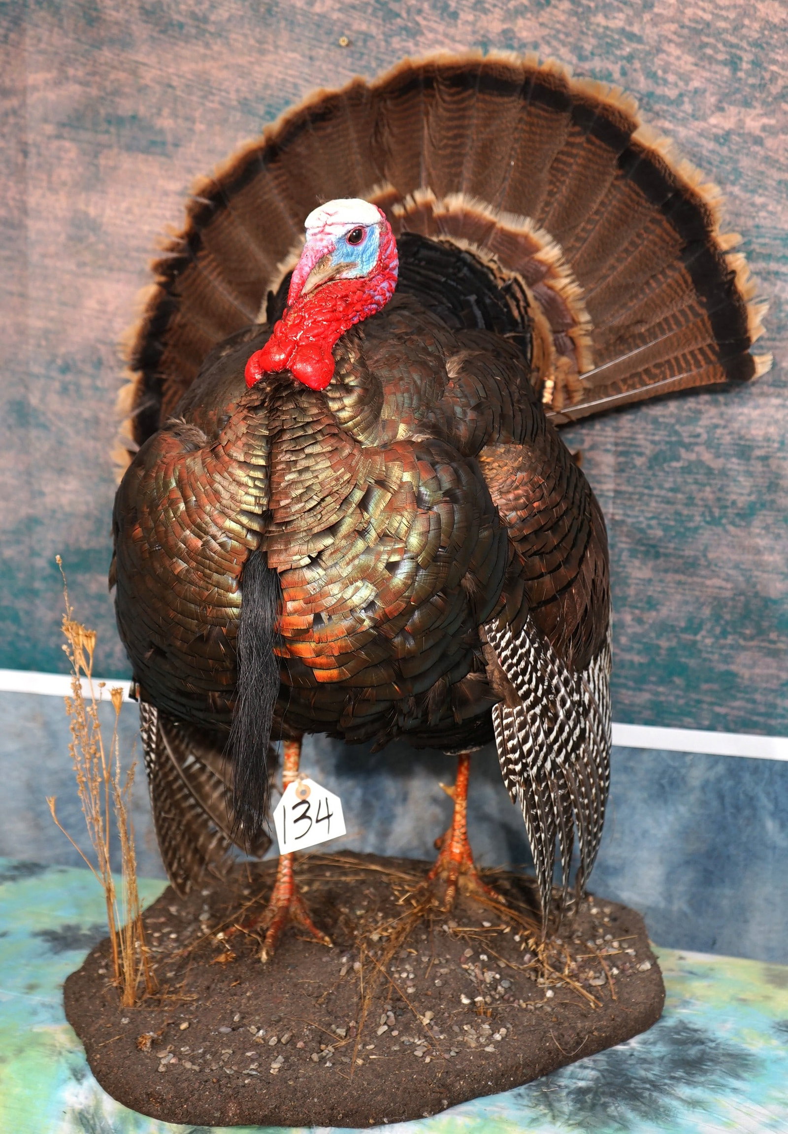 Beautiful Rio Grande Wild Turkey Gobbler in Full Strut Taxidermy Bird Mount (1 of 4)