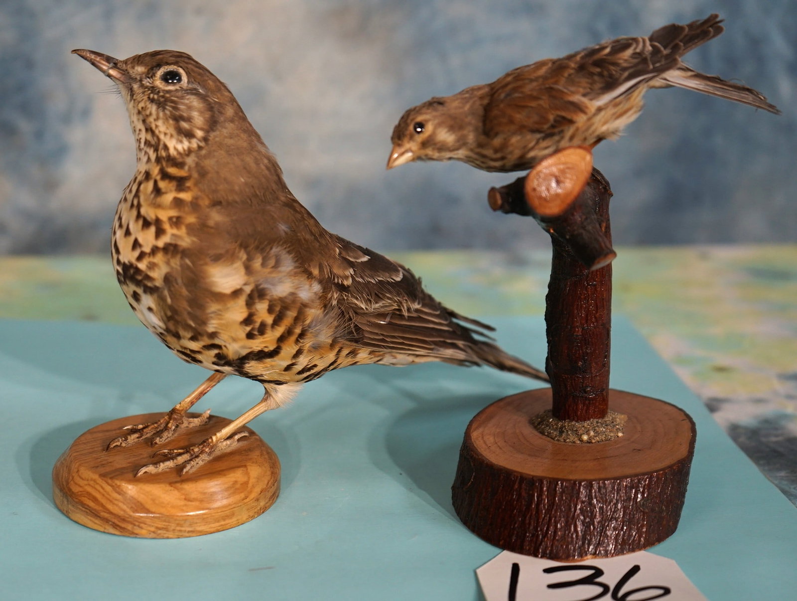 Pre 1949 Bird Treaty Act Mistle Thrush & Common Linnet Taxidermy Bird Mounts: Both of these Birds were in glass case at Museum in Europe. They were expertly preserved and mounted very well. The paperwork for these Birds is in order. The taxidermy quality is outstanding and both